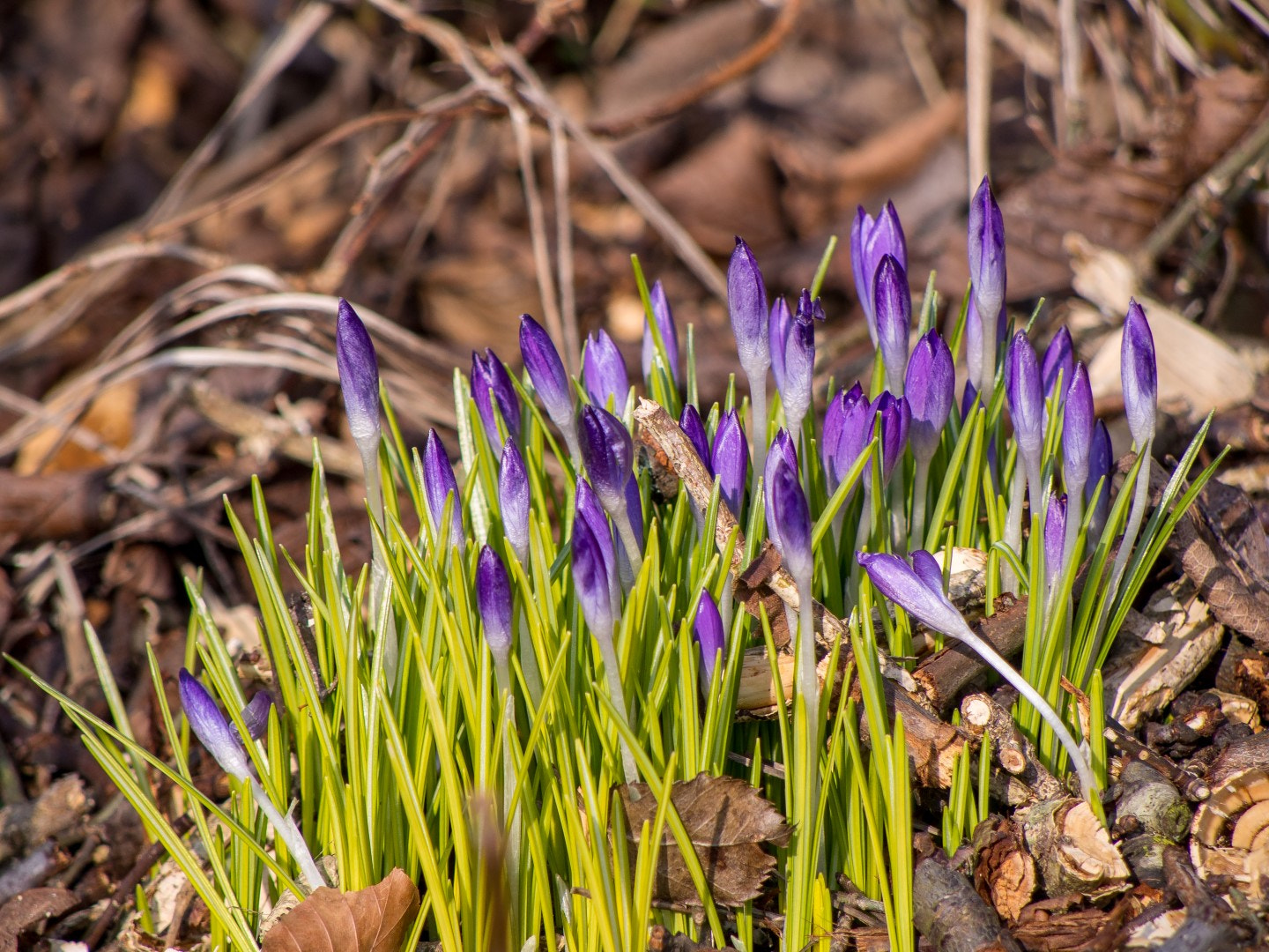 Olympus PEN E-PM2 sample photo. Early spring crocus photography