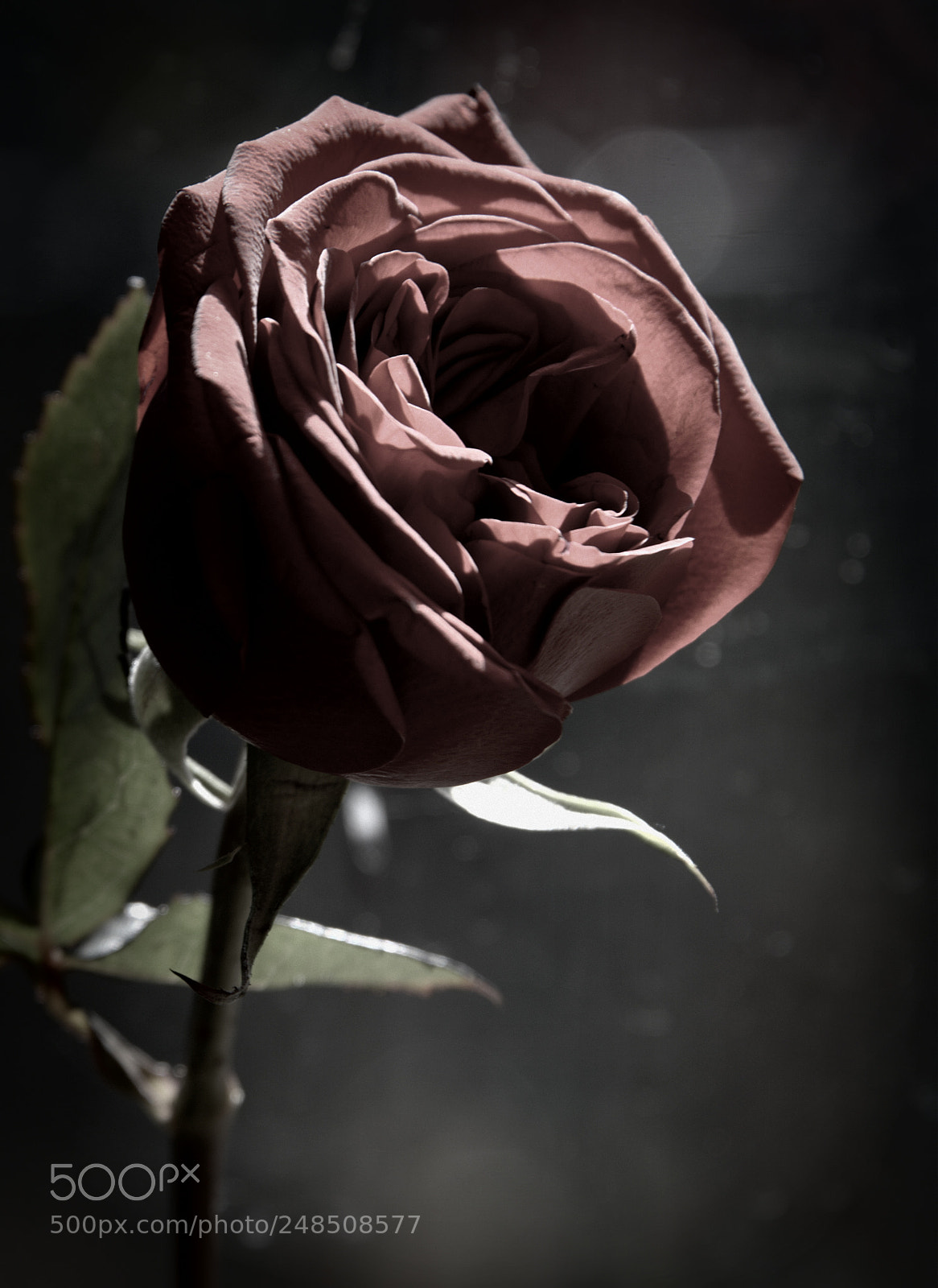 Nikon D610 sample photo. Rose photography