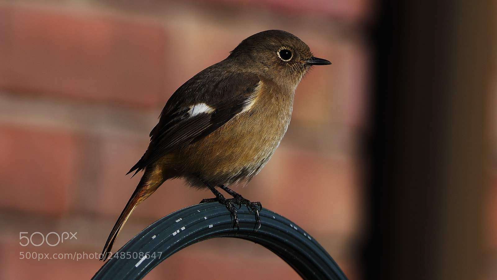 Olympus OM-D E-M1 Mark II sample photo. Daurian redstart photography