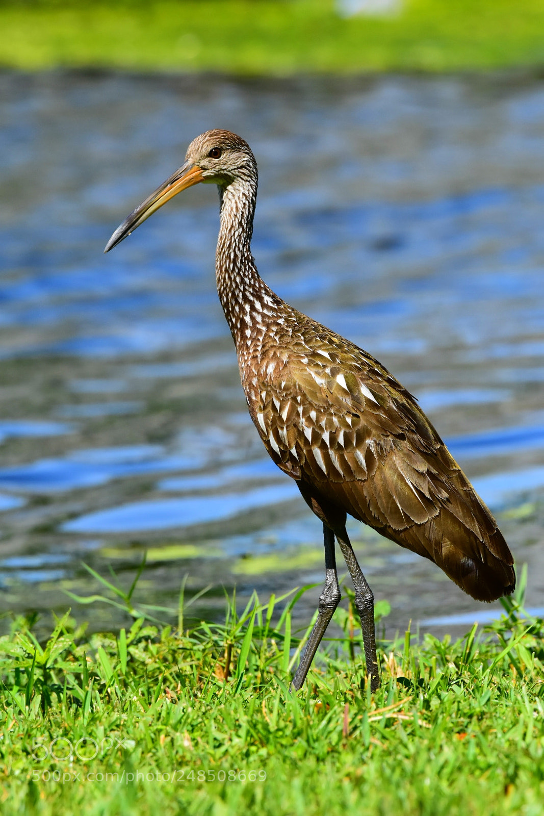 Nikon D7200 sample photo. Limpkin 1 photography
