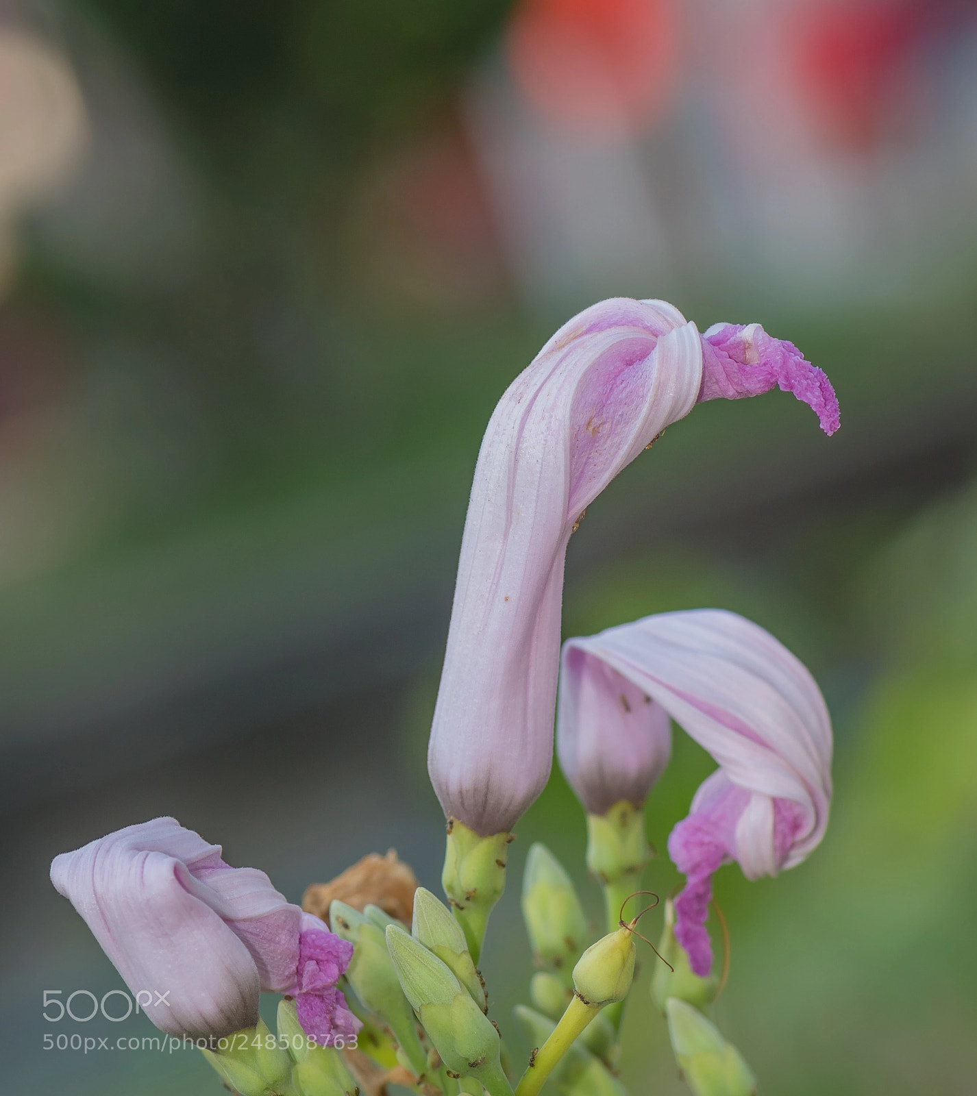 Nikon D5500 sample photo. Close up light violet photography