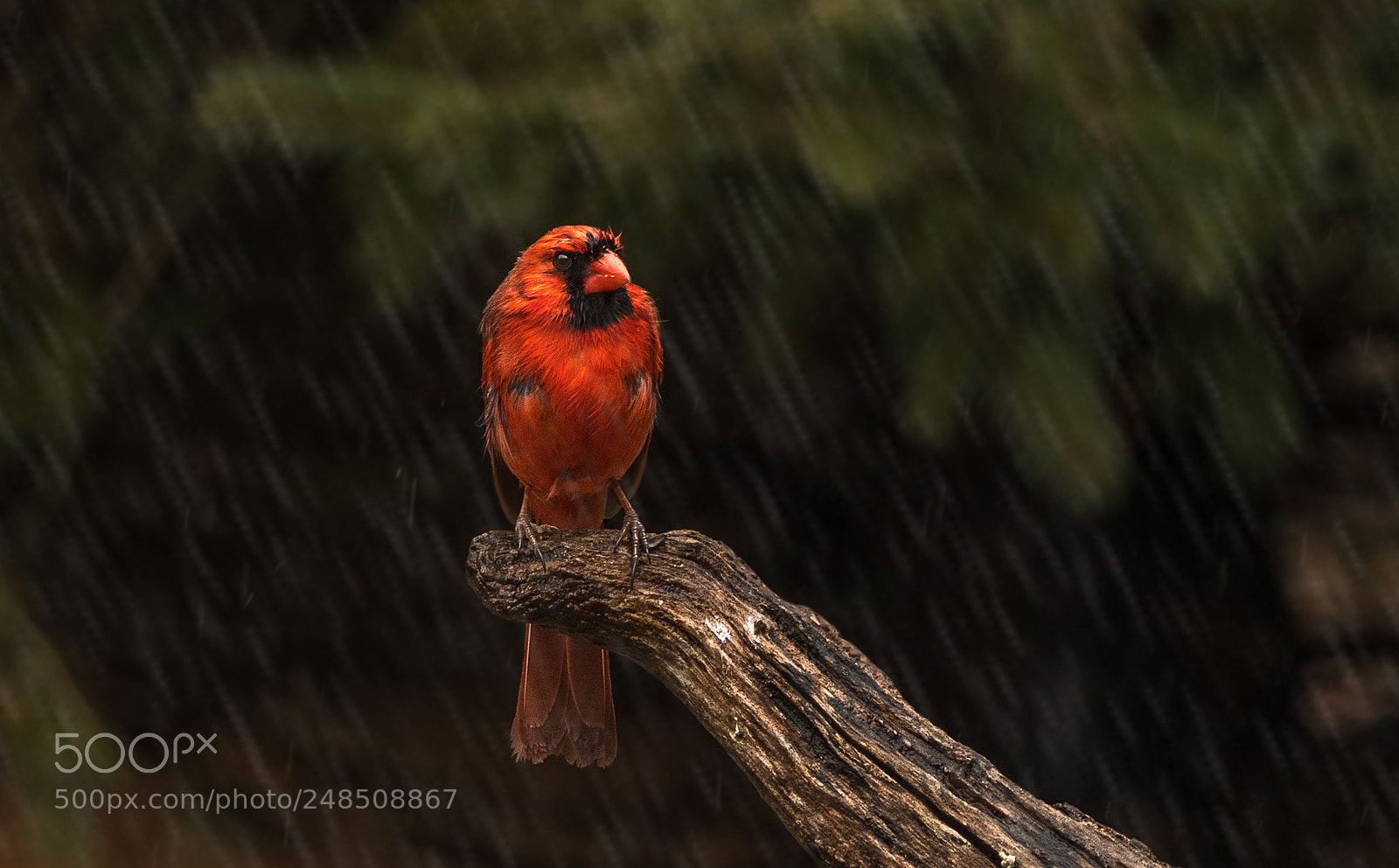 Nikon D500 sample photo. Wet cardinal in spring photography