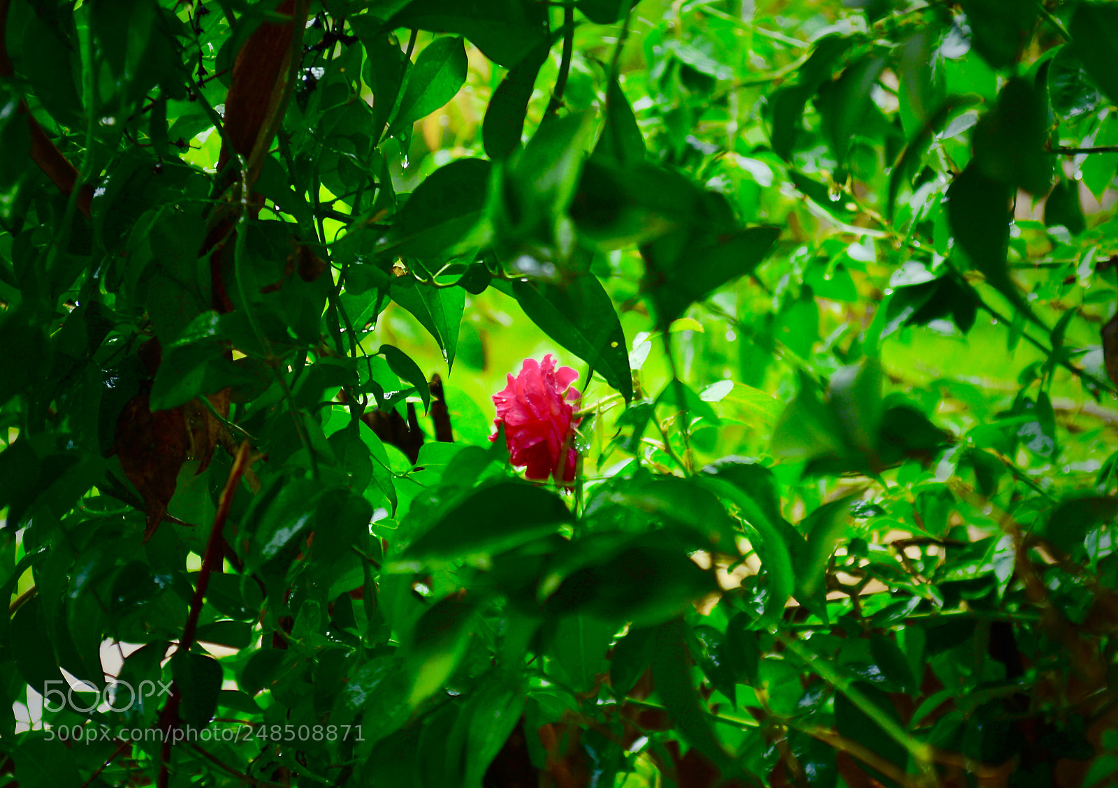 Nikon D5200 sample photo. Fullsizeoutput ad photography