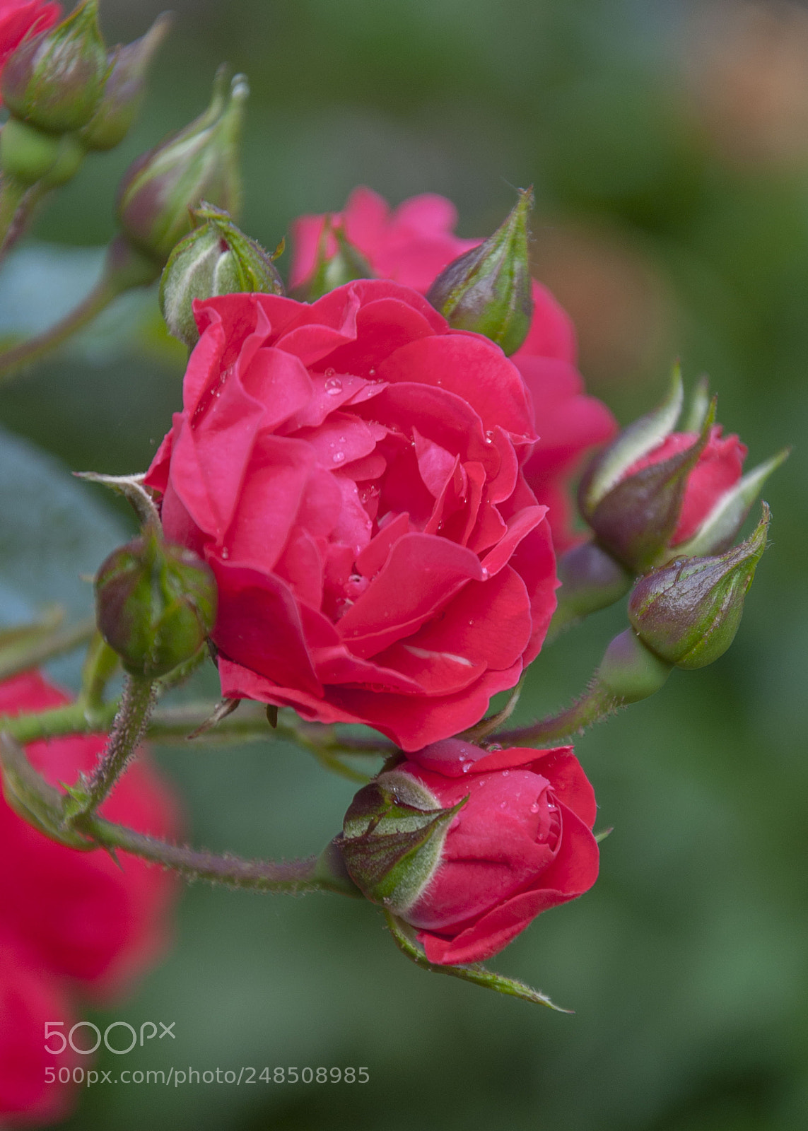 Nikon D90 sample photo. Rose photography