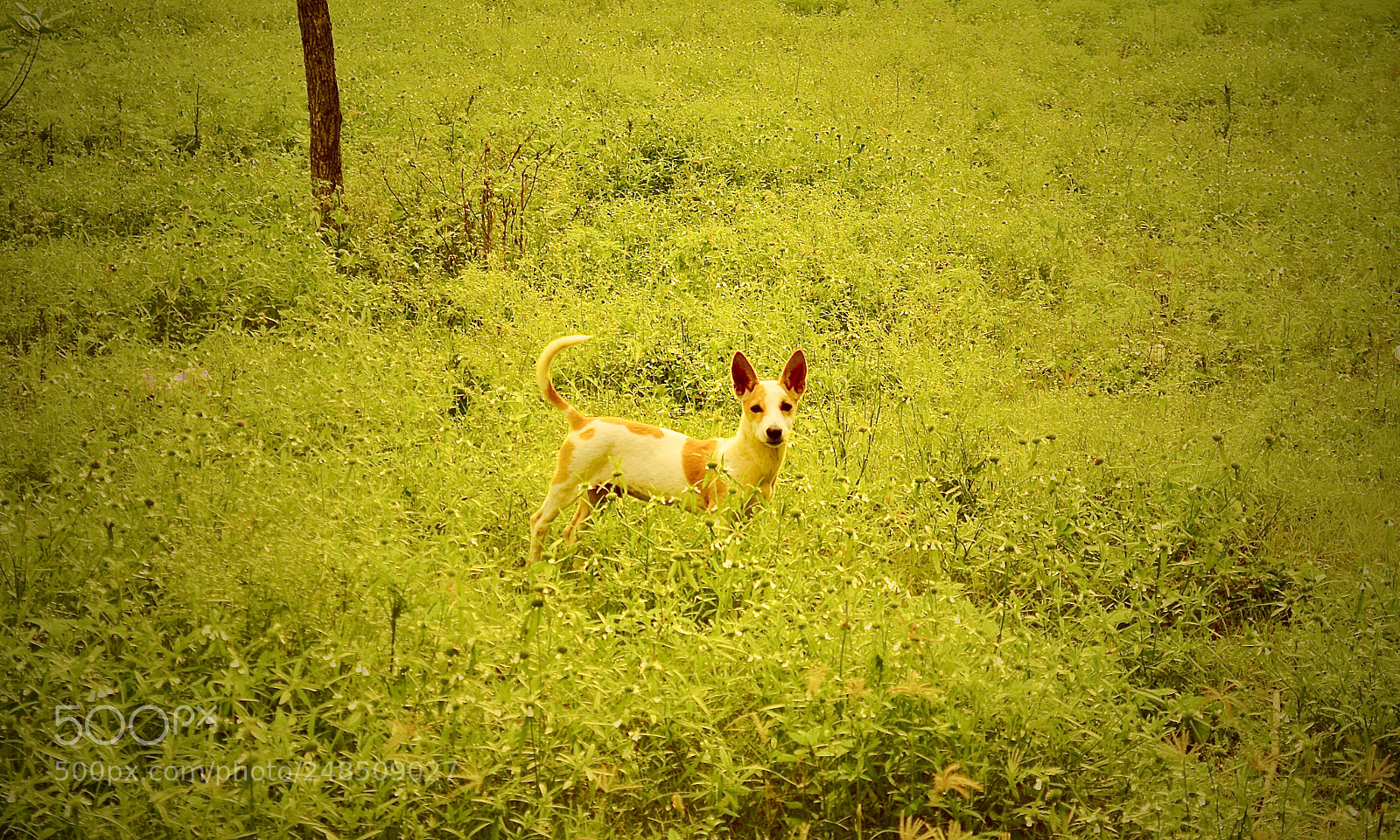 Nikon D5200 sample photo. Dog photography