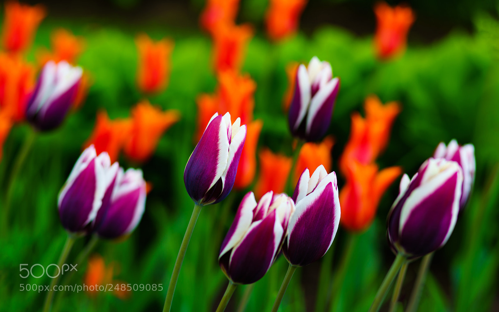 Sony a7R II sample photo. Tulip 24. photography