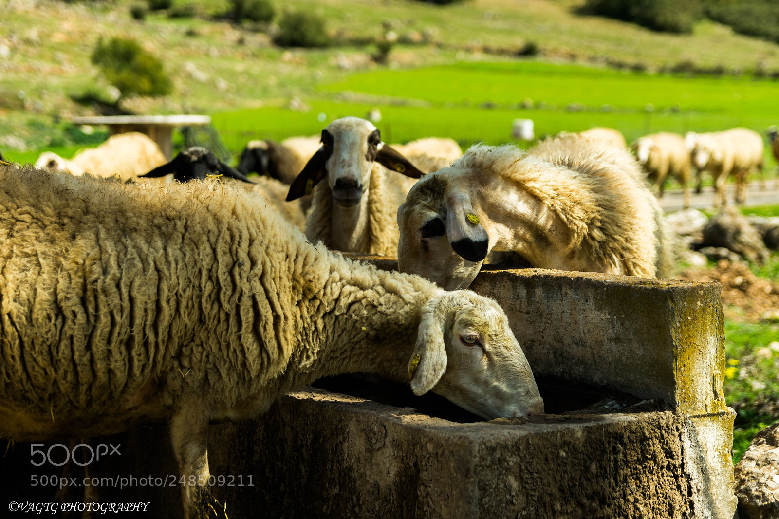 Nikon D3400 sample photo. Rural scenery sheep drinking photography