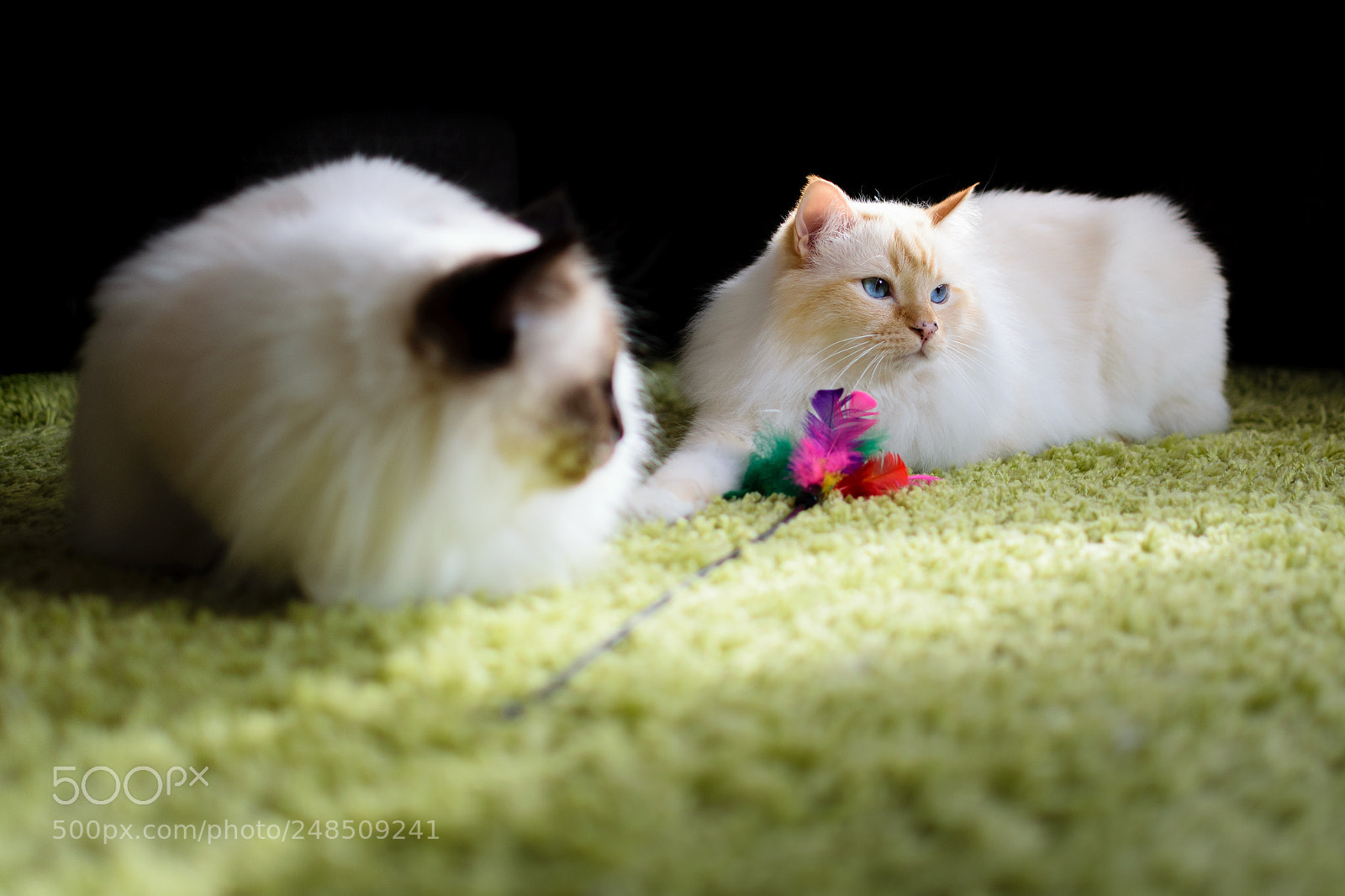 Nikon D5300 sample photo. Chloe and koudy photography