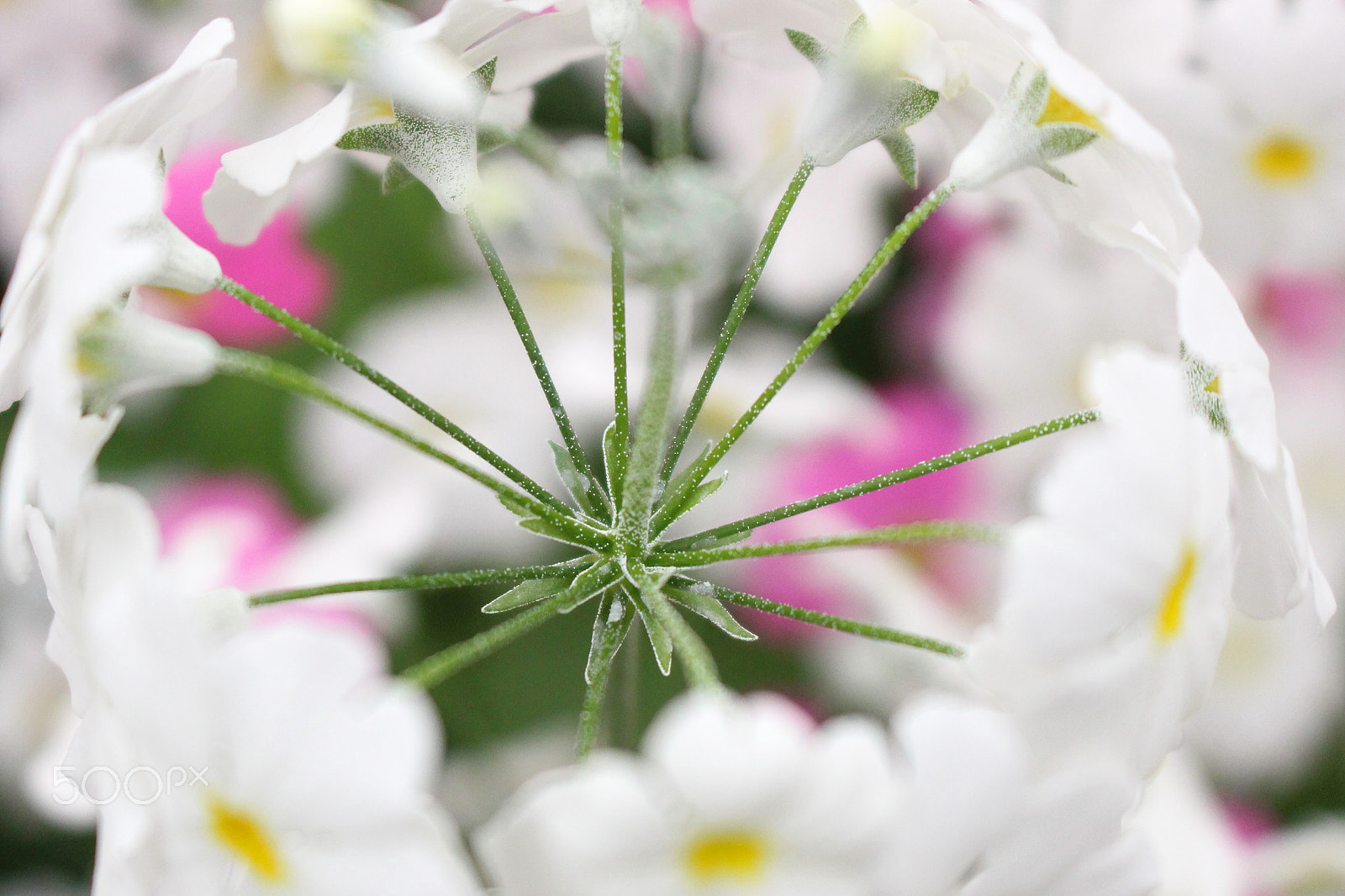 Canon EOS 100D (EOS Rebel SL1 / EOS Kiss X7) sample photo. Spokes photography