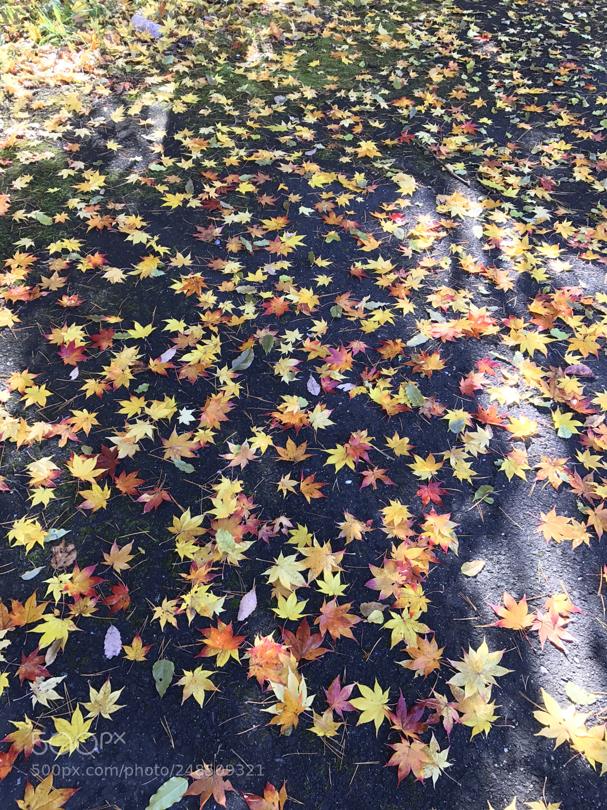 Apple iPhone 7 Plus sample photo. Untitled photography