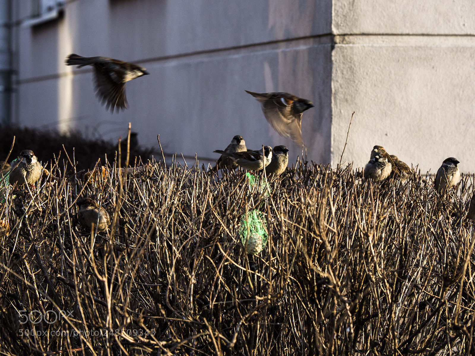 Olympus OM-D E-M1 Mark II sample photo. Flying birds photography