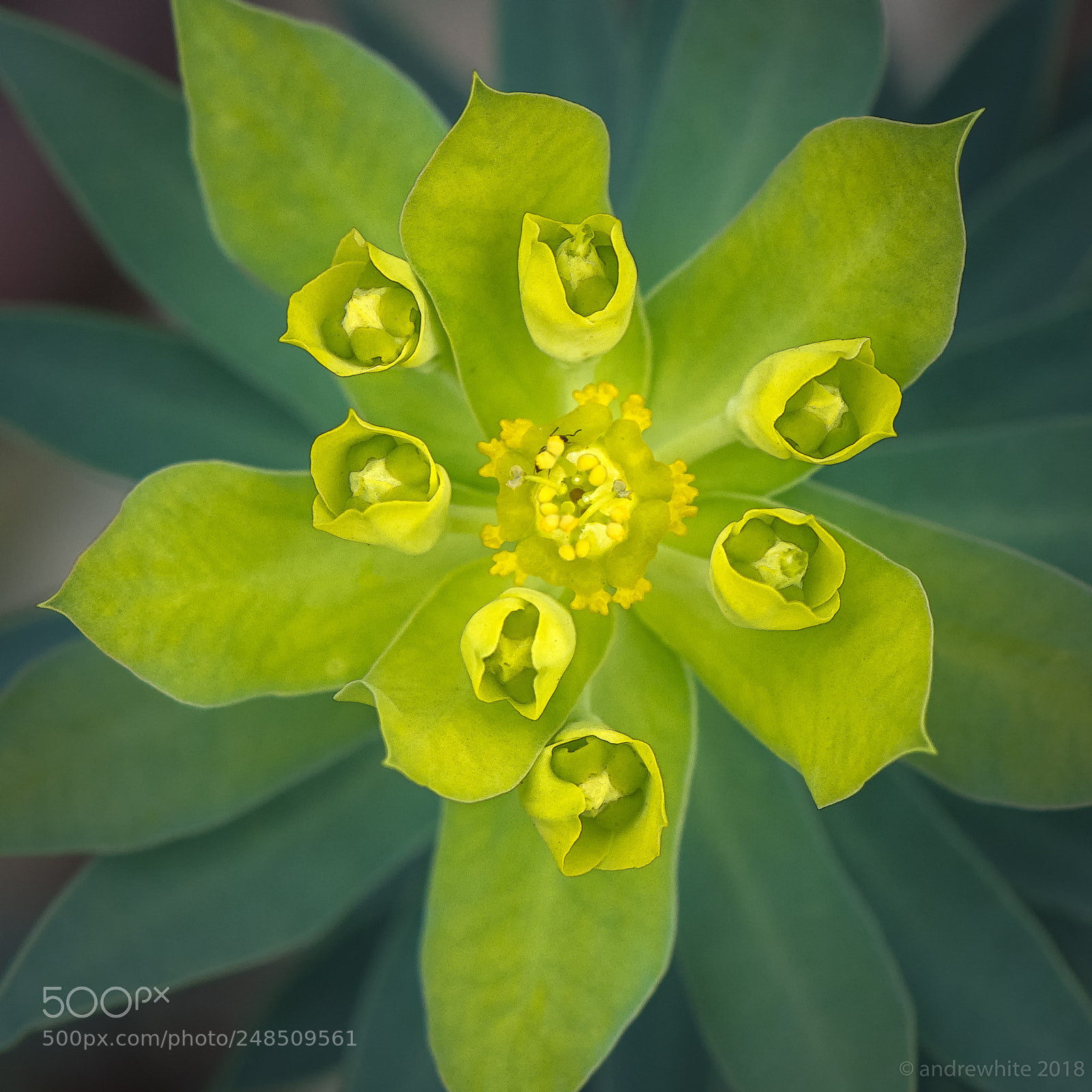 Nikon D850 sample photo. Euphorbia photography