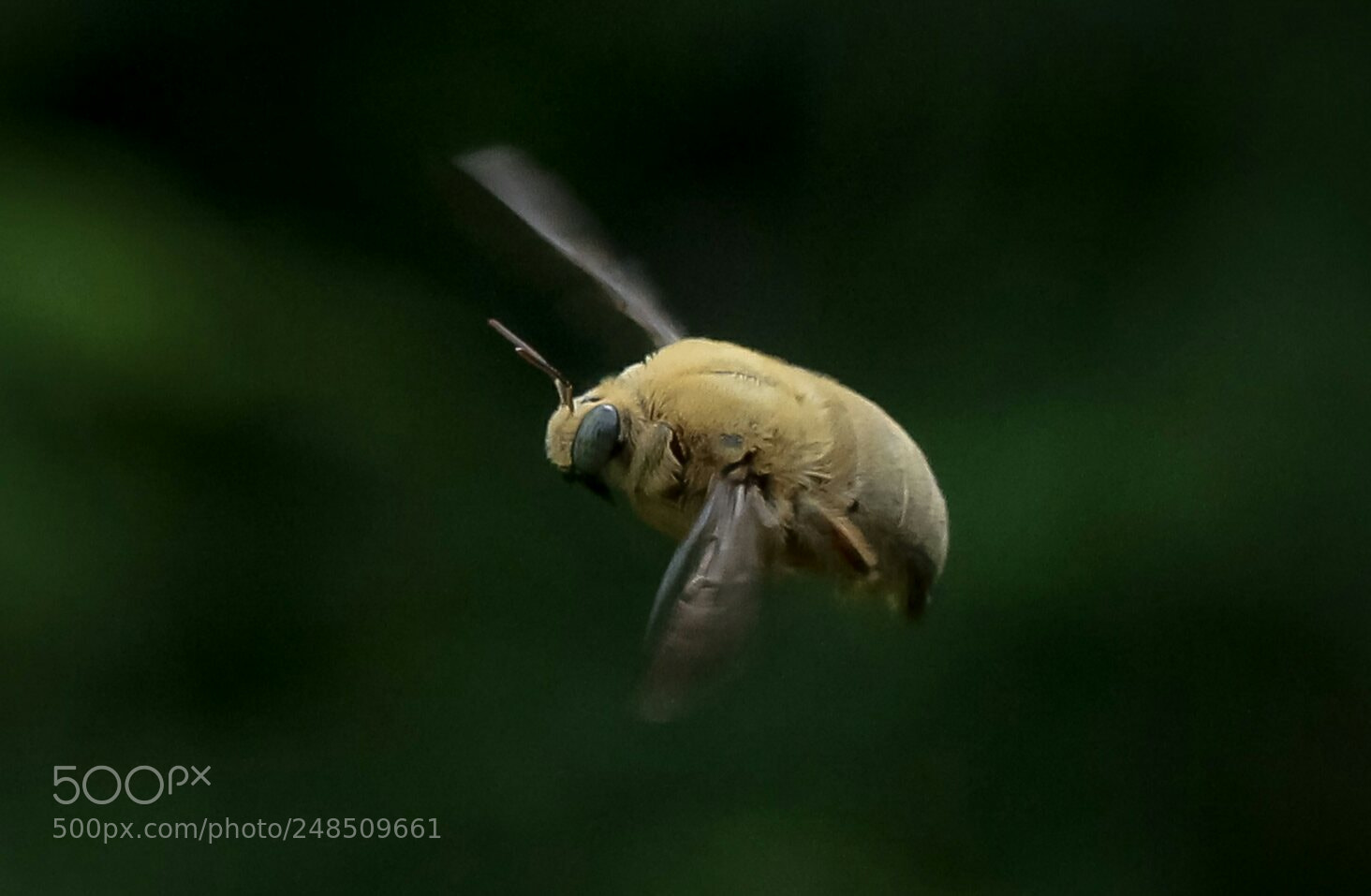 Canon EOS 1100D (EOS Rebel T3 / EOS Kiss X50) sample photo. Carpenter bee photography