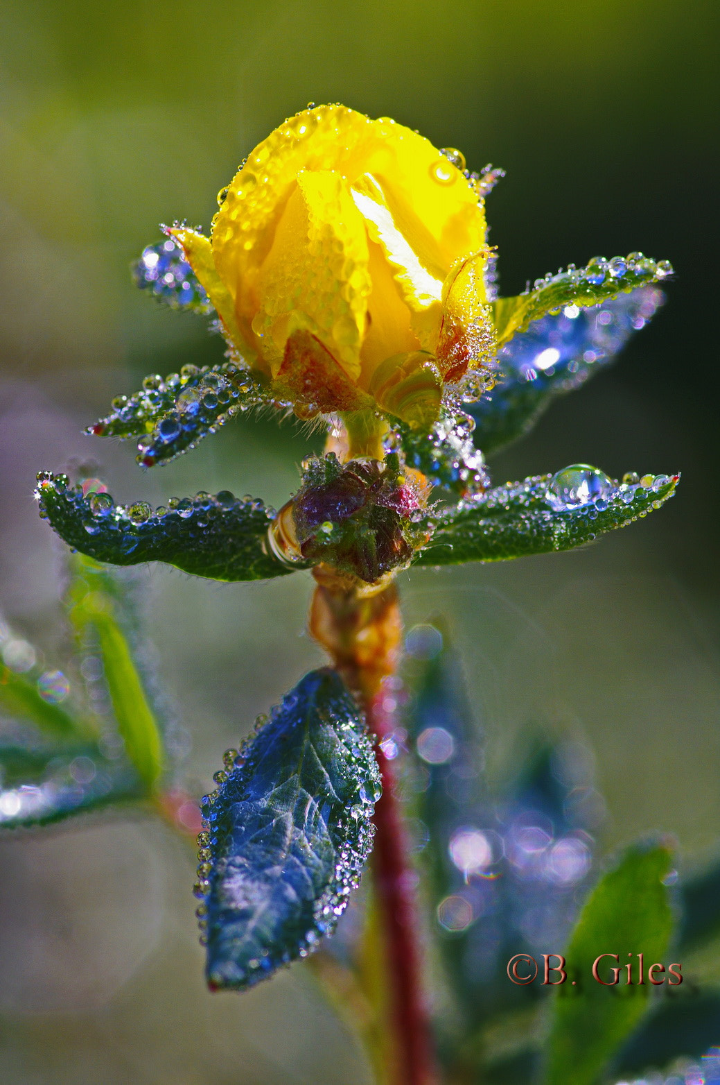 Pentax smc D-FA 100mm F2.8 macro sample photo. Morning dew photography