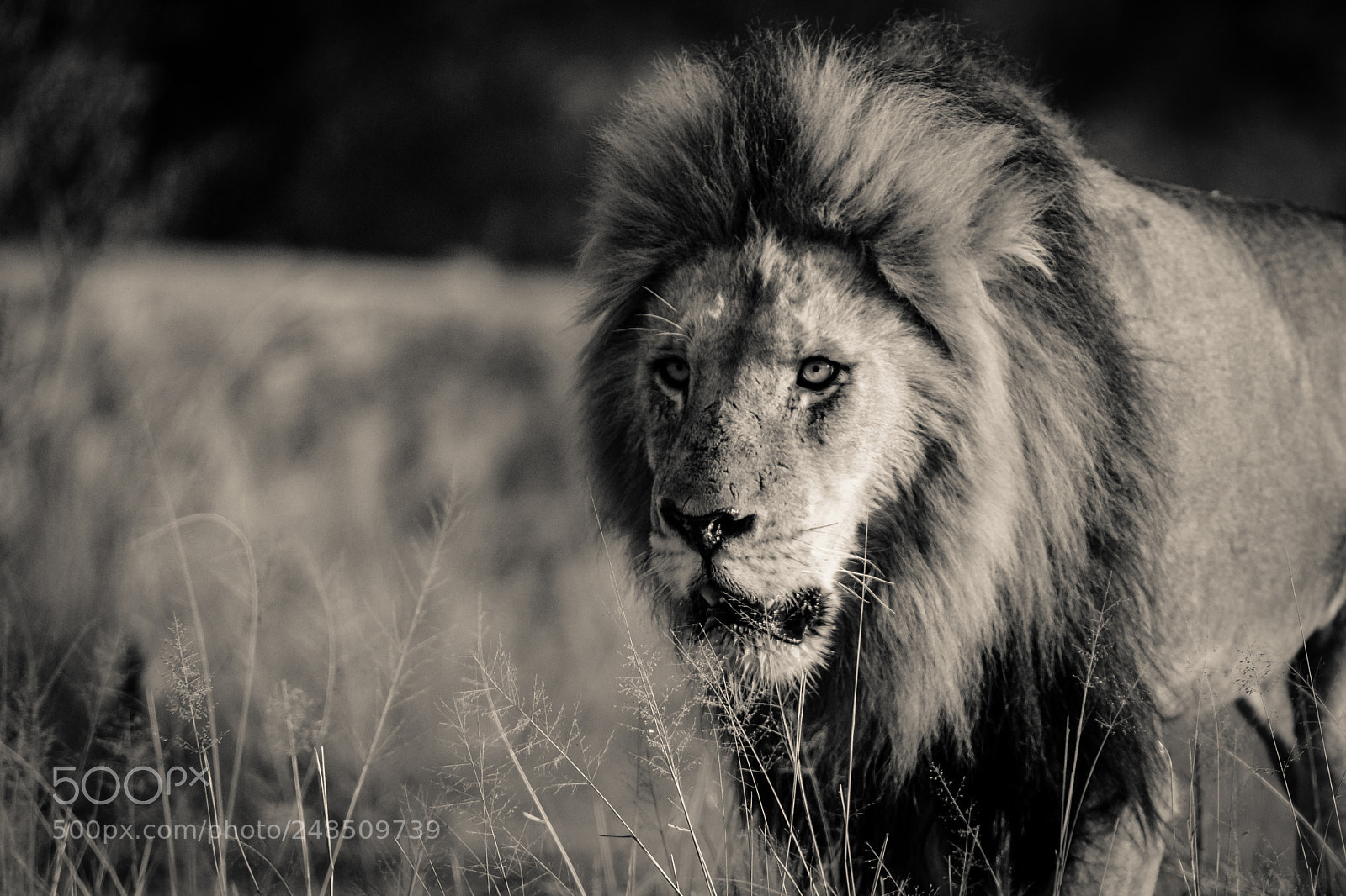 Canon EOS-1D X Mark II sample photo. Lazer beams photography