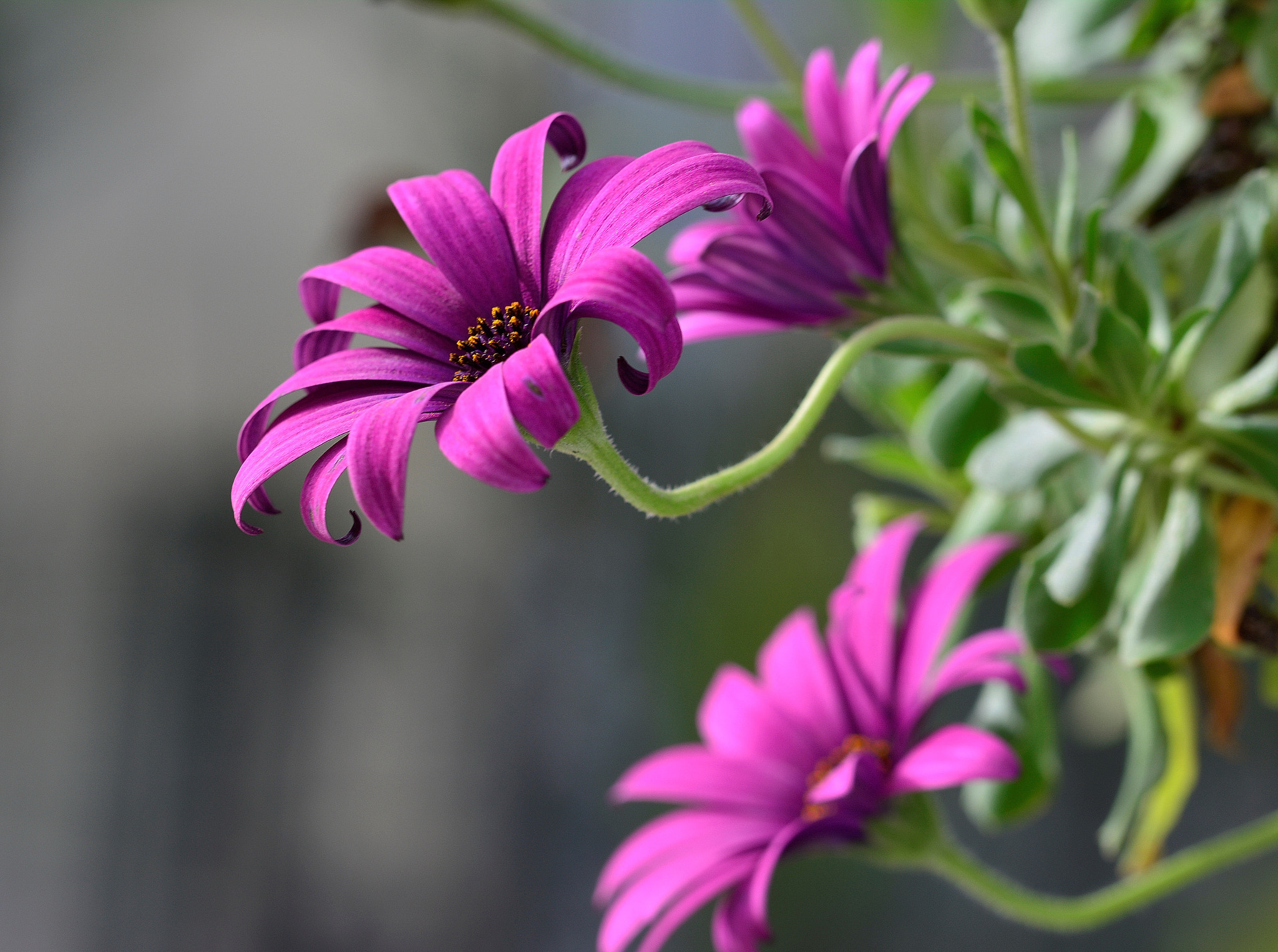 Nikon D7100 sample photo. Bodrum papatyası photography
