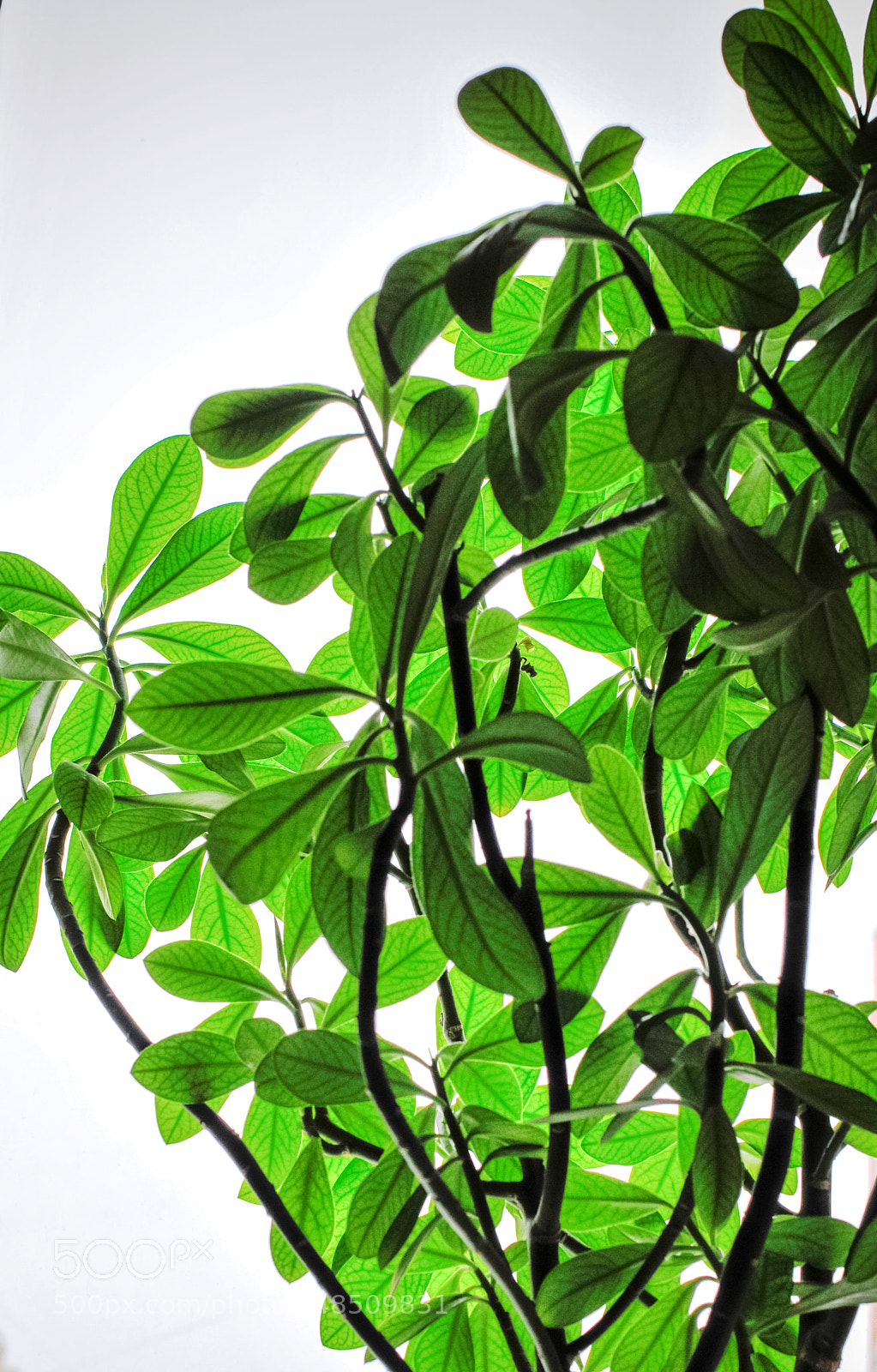 Nikon D300 sample photo. House plant. high key photography