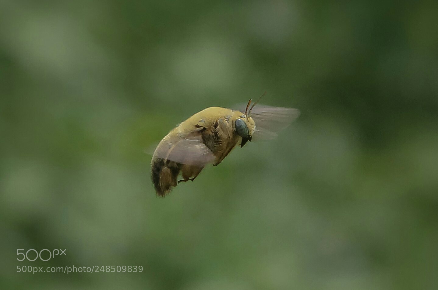 Canon EOS 1100D (EOS Rebel T3 / EOS Kiss X50) sample photo. Carpenter bee photography
