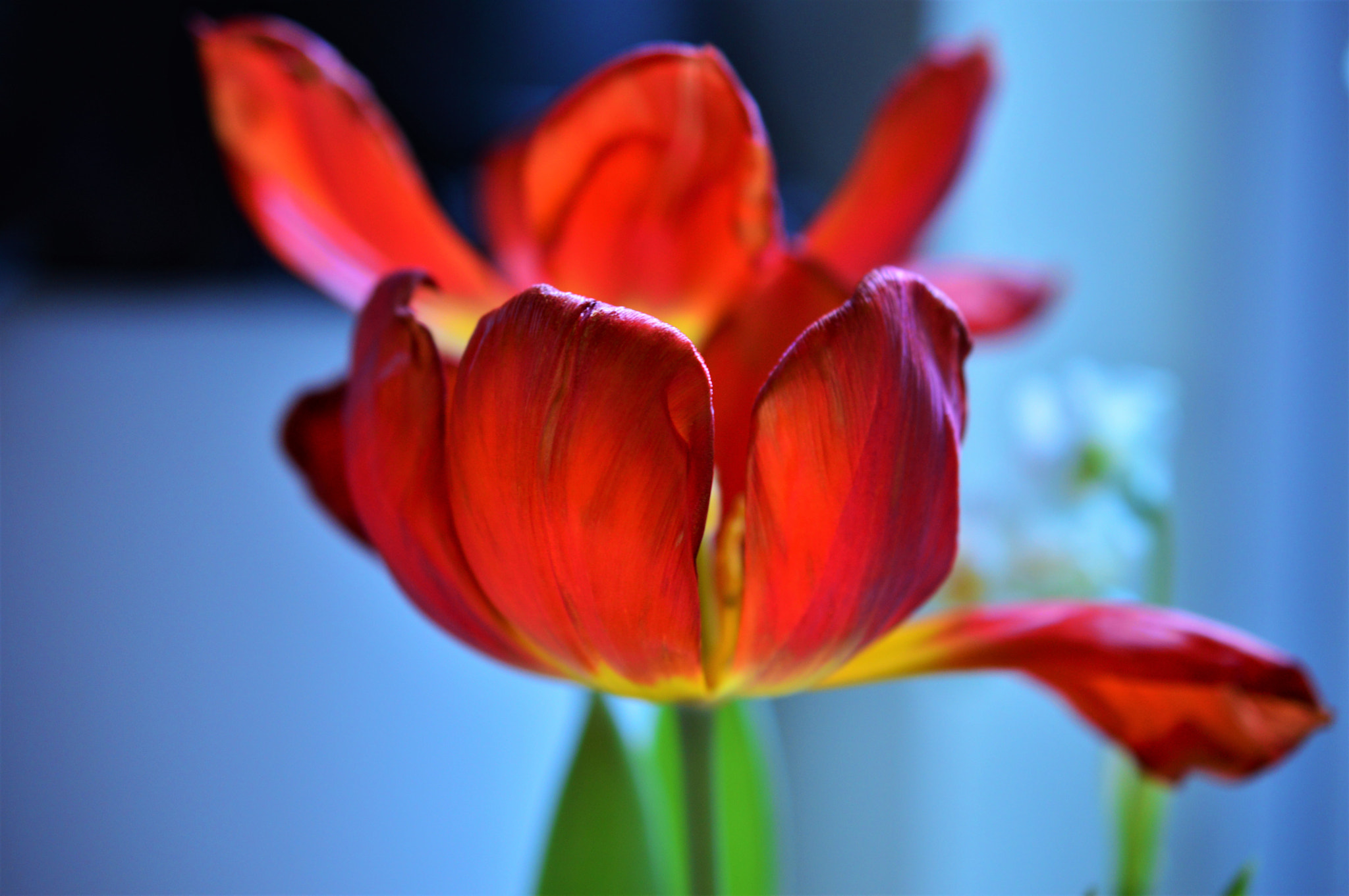 Nikon AF-S DX Micro Nikkor 40mm F2.8 sample photo. R e d  t u l i p photography