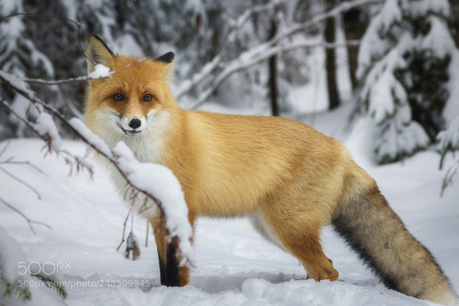 Canon EOS 7D sample photo. Fox photography