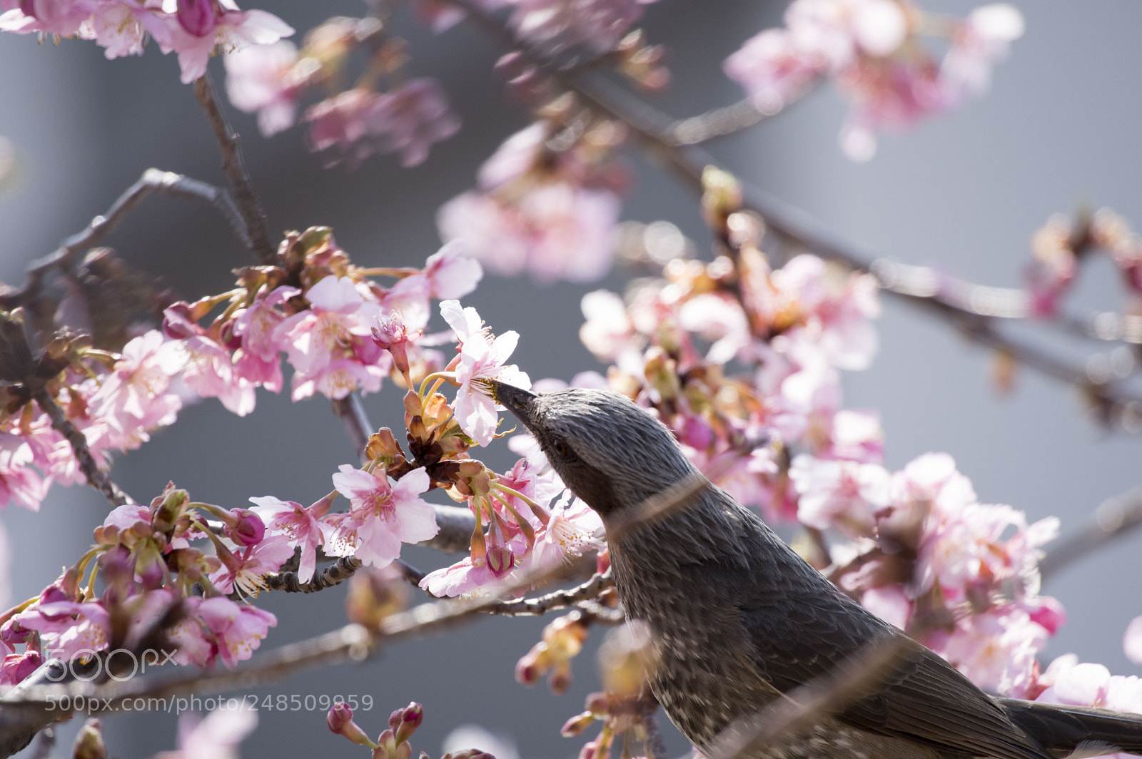 Pentax KP sample photo. Sakura with bird photography
