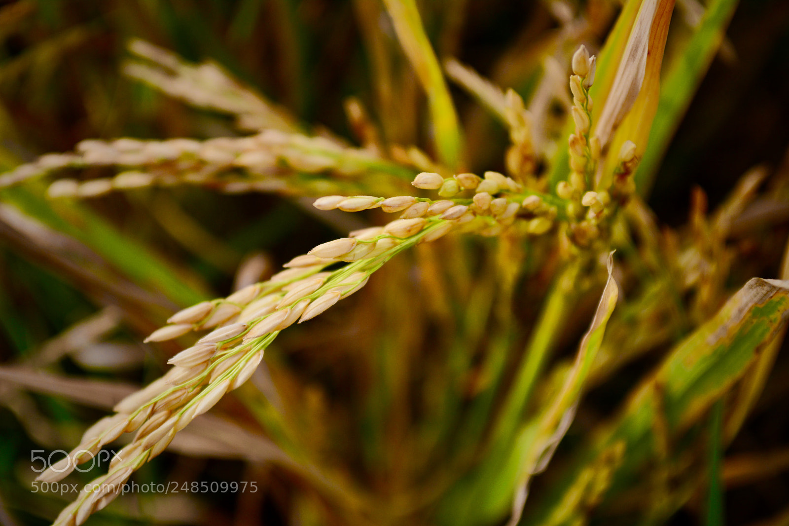Nikon D5200 sample photo. Field photography
