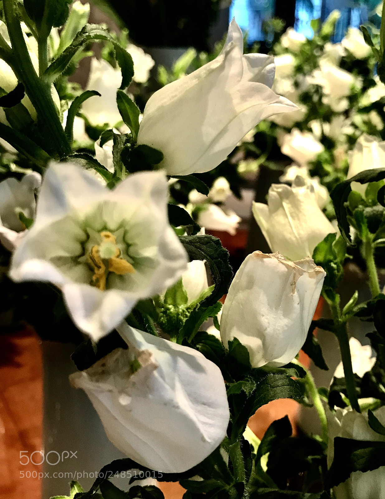 Apple iPhone 7 sample photo. Soft spot photography