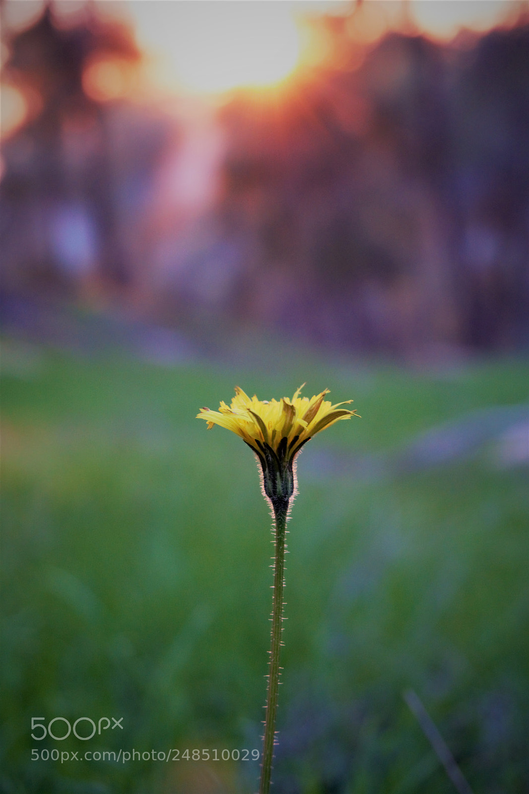 Sony a6000 sample photo. Flower photography