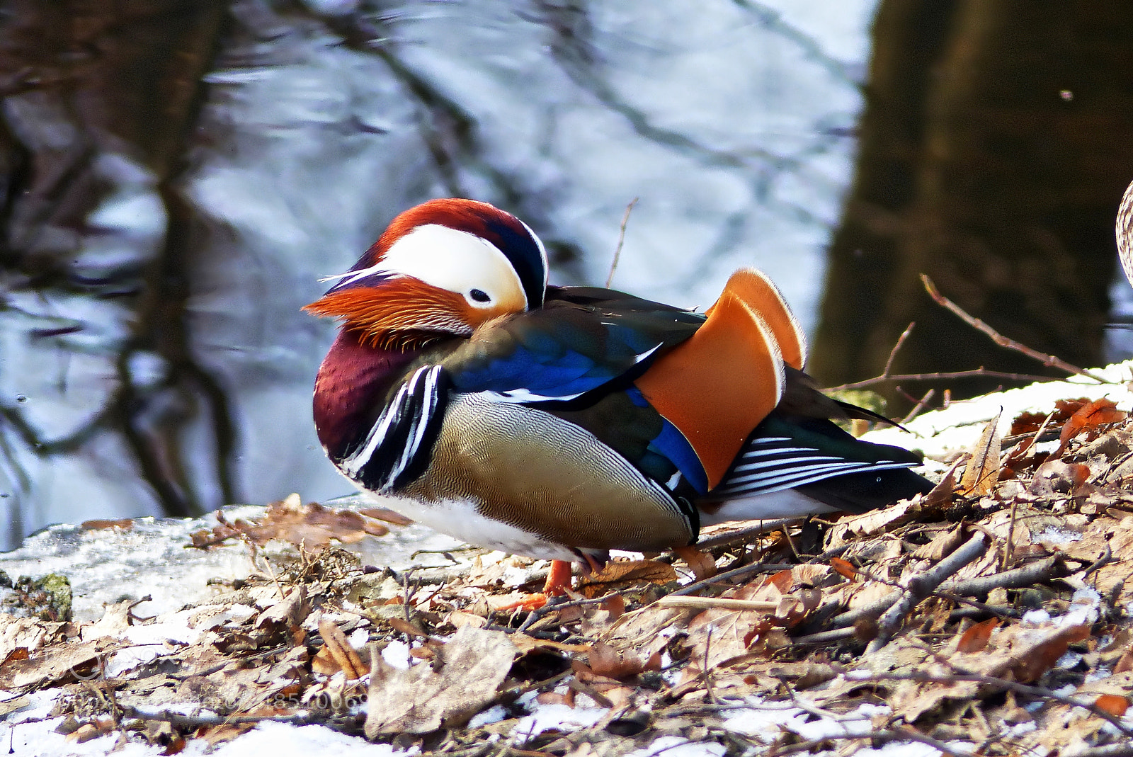 Panasonic Lumix DMC-FZ200 sample photo. Mandarin duck 3 photography