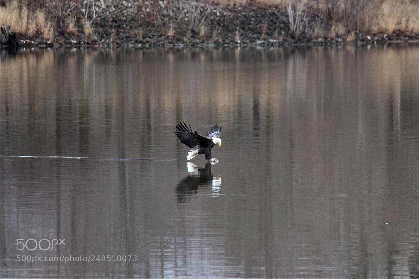Canon EOS 650D (EOS Rebel T4i / EOS Kiss X6i) sample photo. Bald eagle 2018 photography