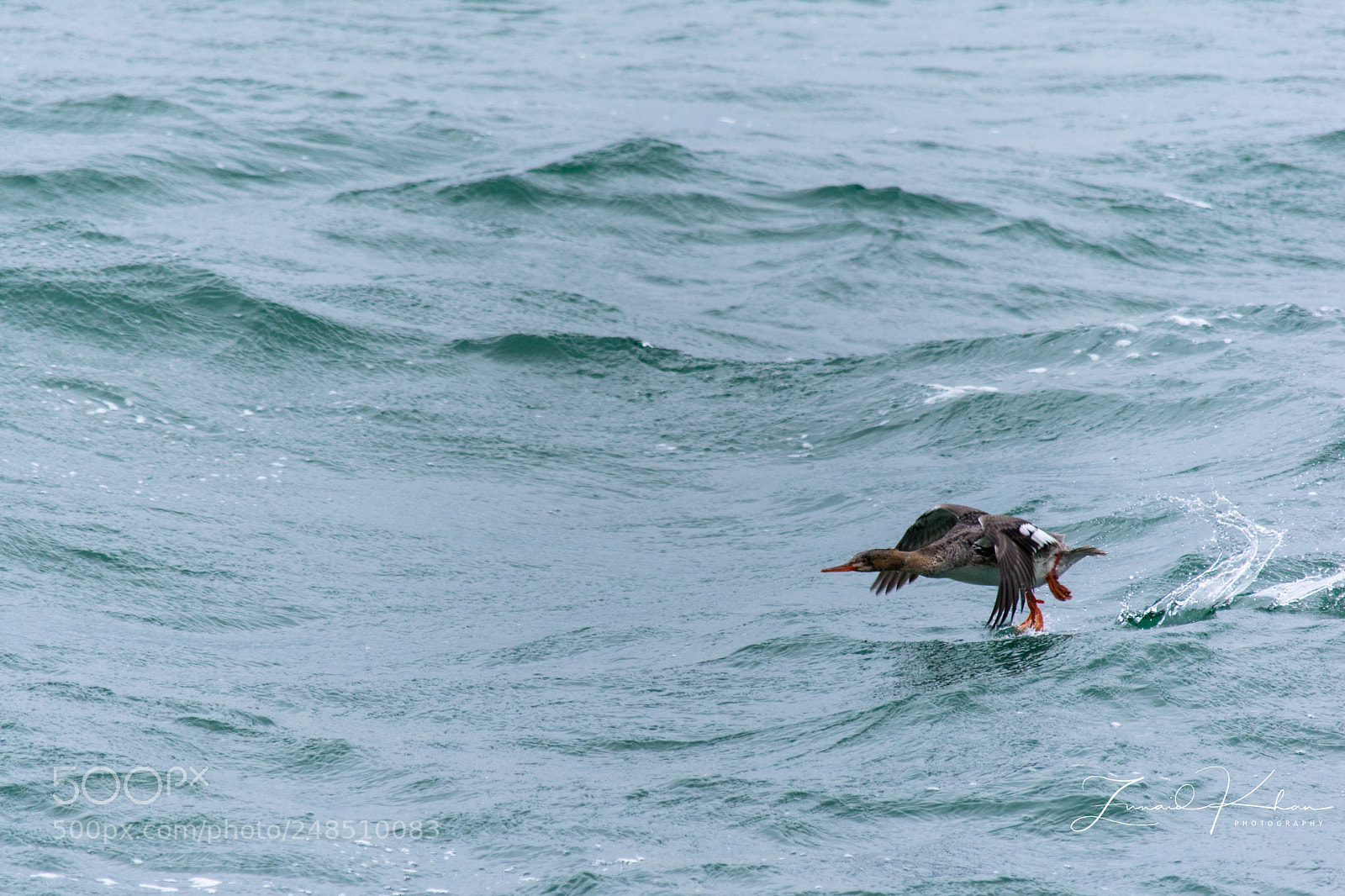 Nikon D3400 sample photo. Female red-breasted merganser photography