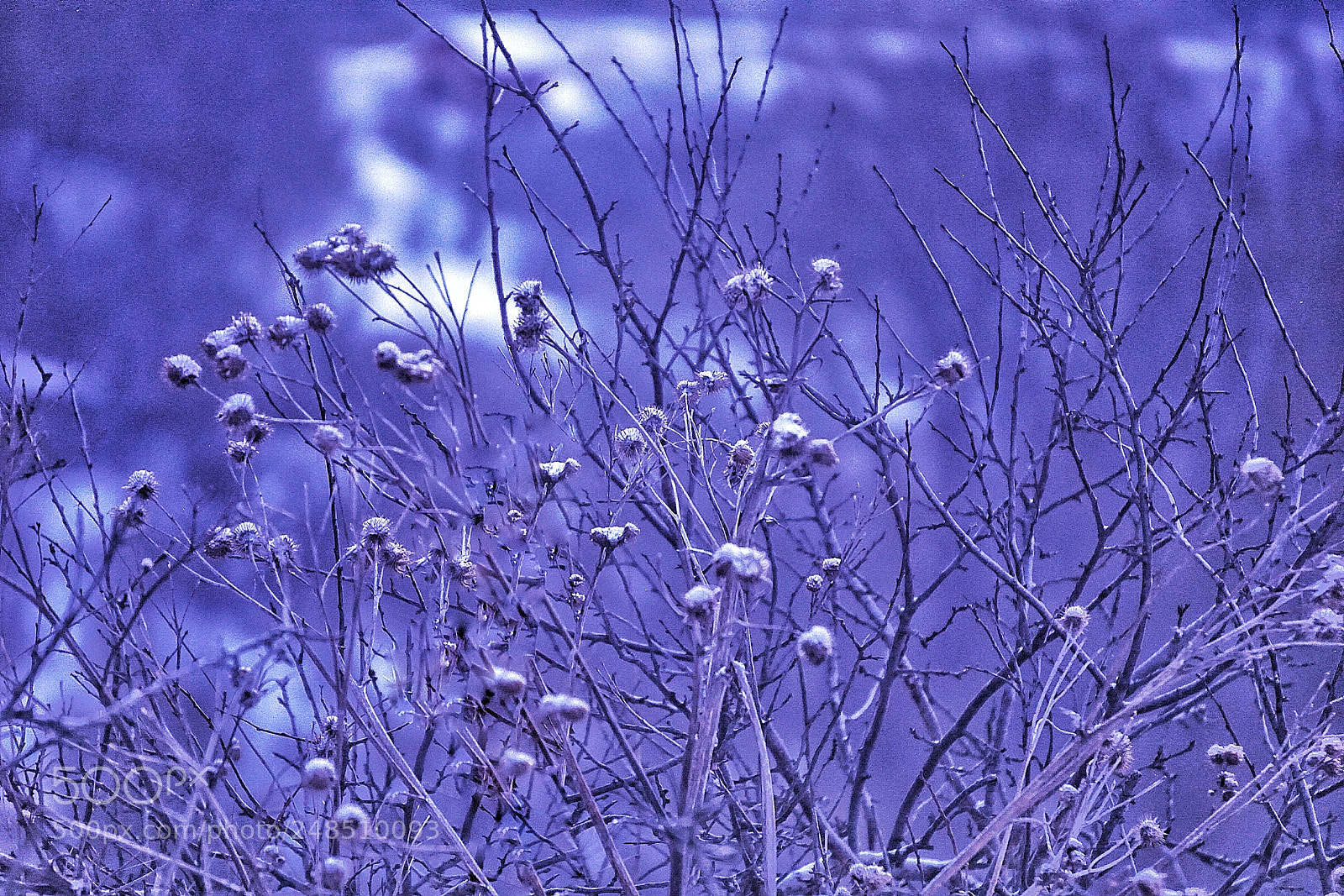 Sony a6000 sample photo. Spring. snow. photography
