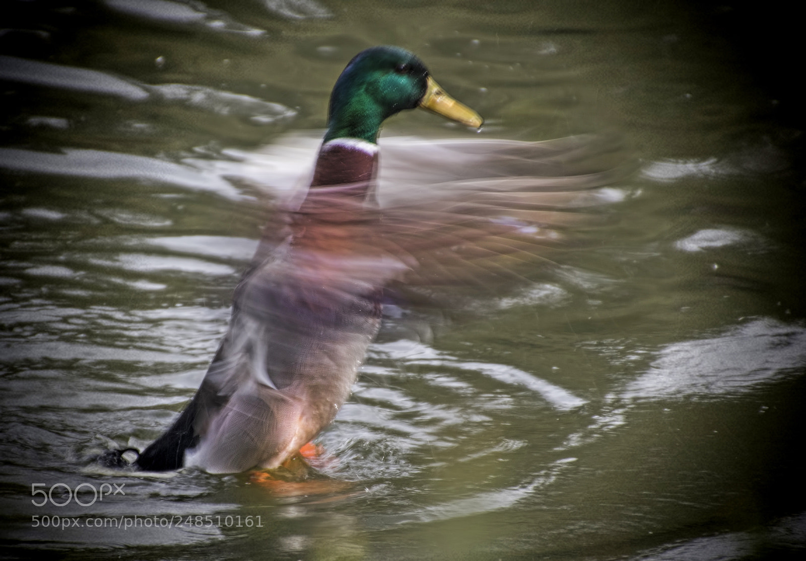 Canon EOS 80D sample photo. Img photography