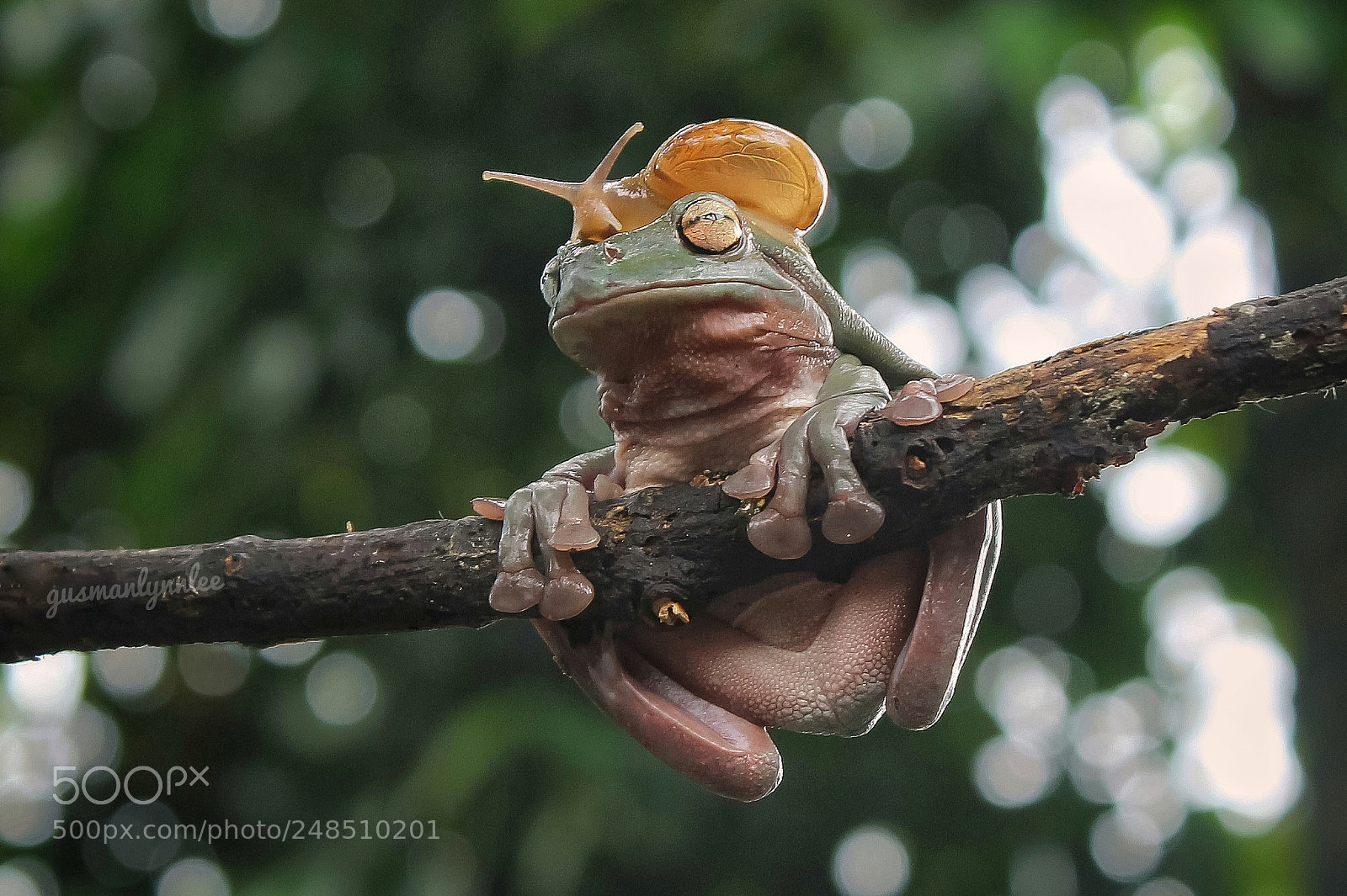 Canon EOS 1100D (EOS Rebel T3 / EOS Kiss X50) sample photo. Frog with snail photography