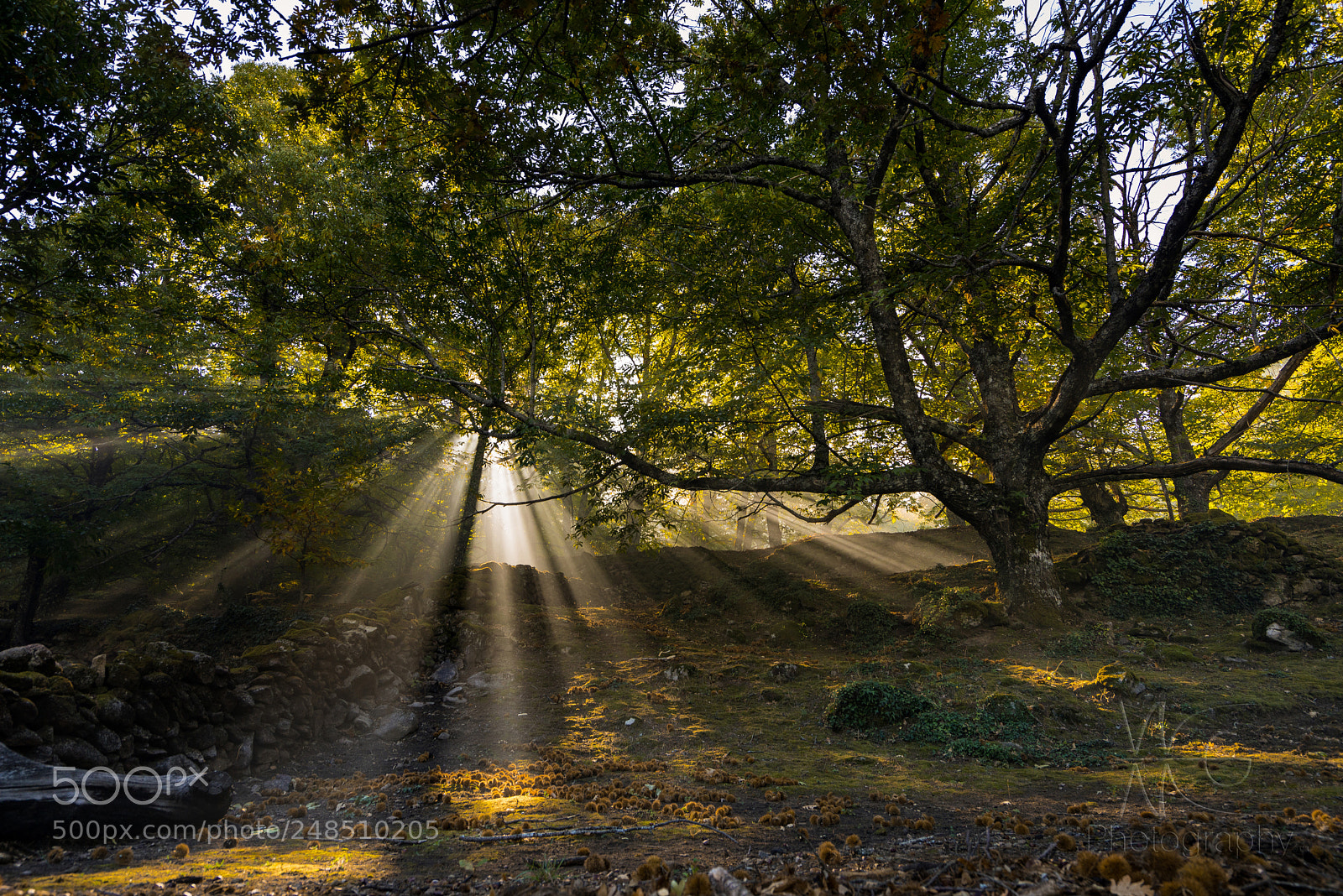 Sony a7R sample photo. The light photography