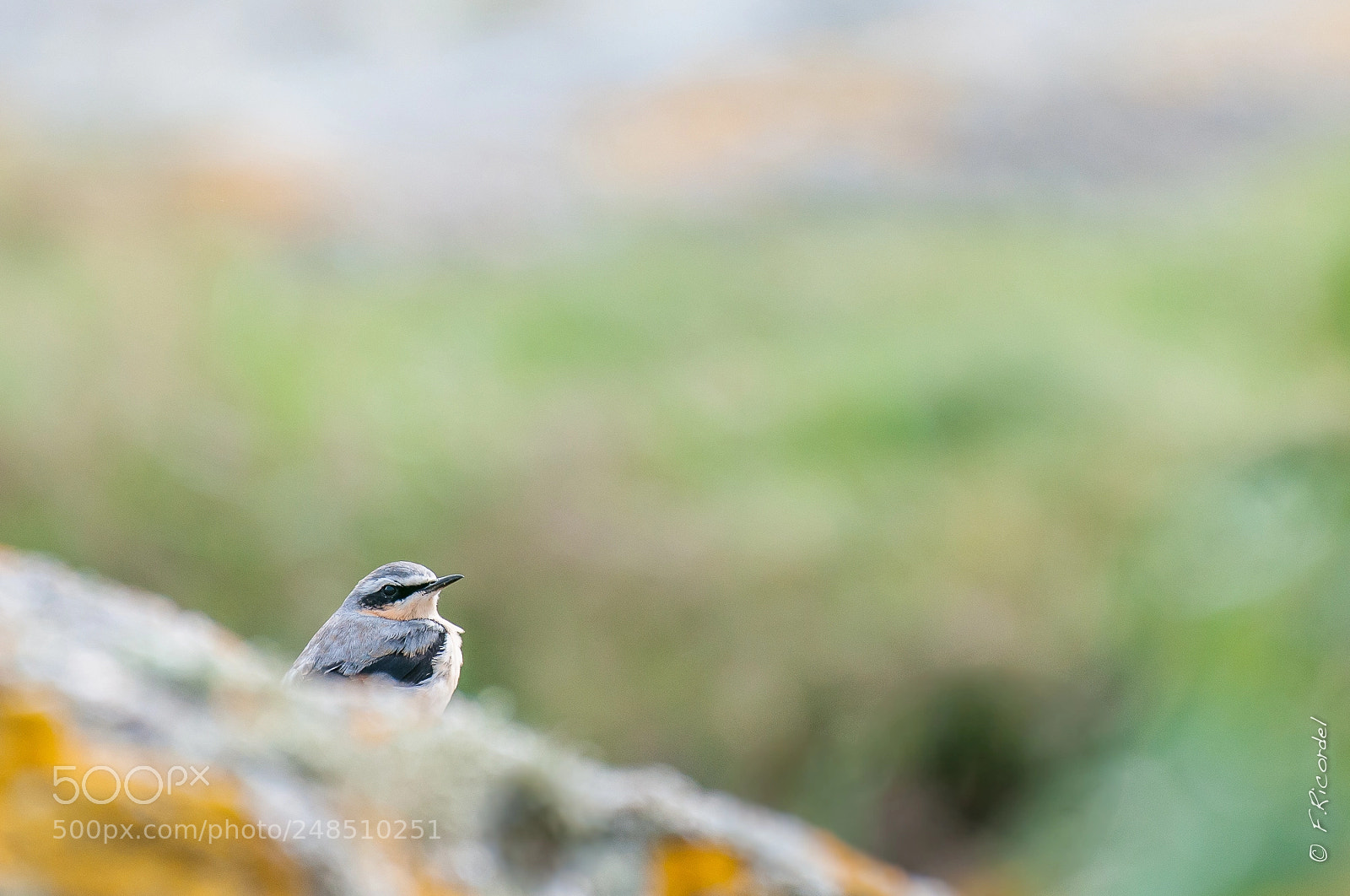 Nikon D300 sample photo. Oenanthe oenanthe - northern photography