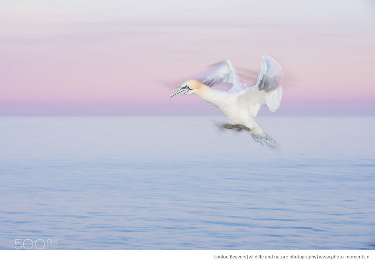 Nikon D810 sample photo. Pastel morning photography