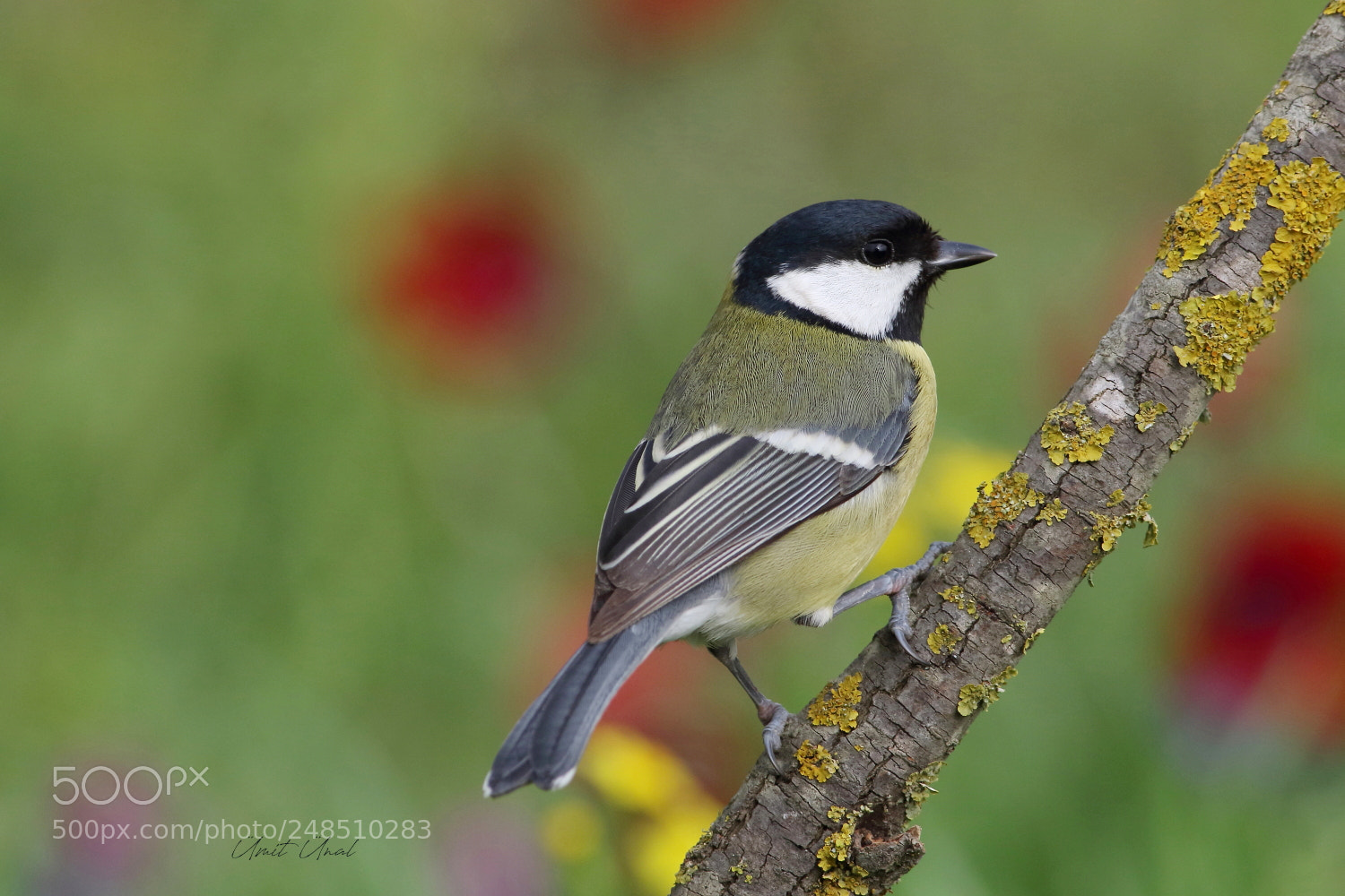 Canon EOS 7D Mark II sample photo. Great tit photography