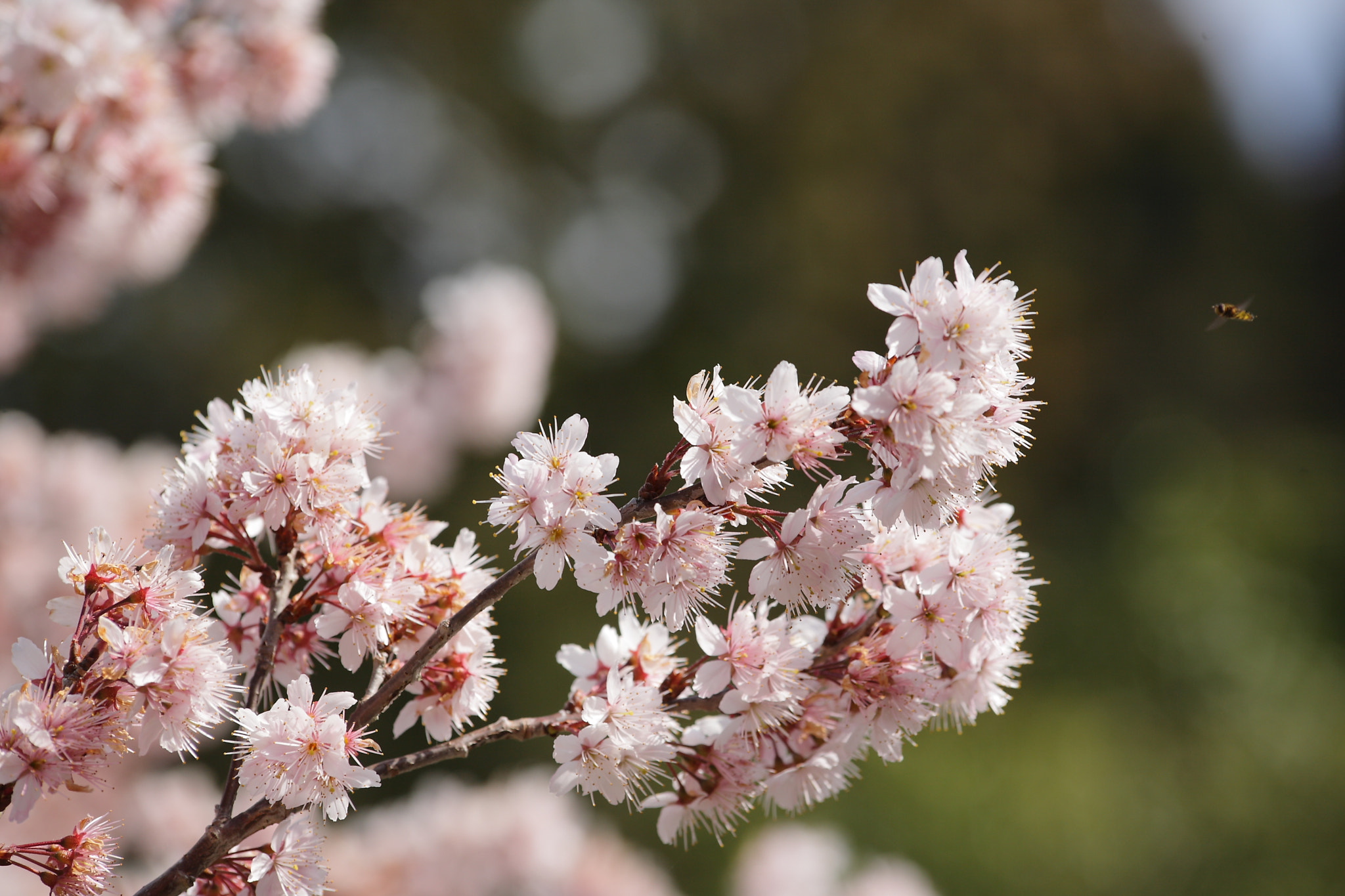 Canon EOS 5D + Canon EF 80-200mm f/2.8L sample photo. Sakura photography