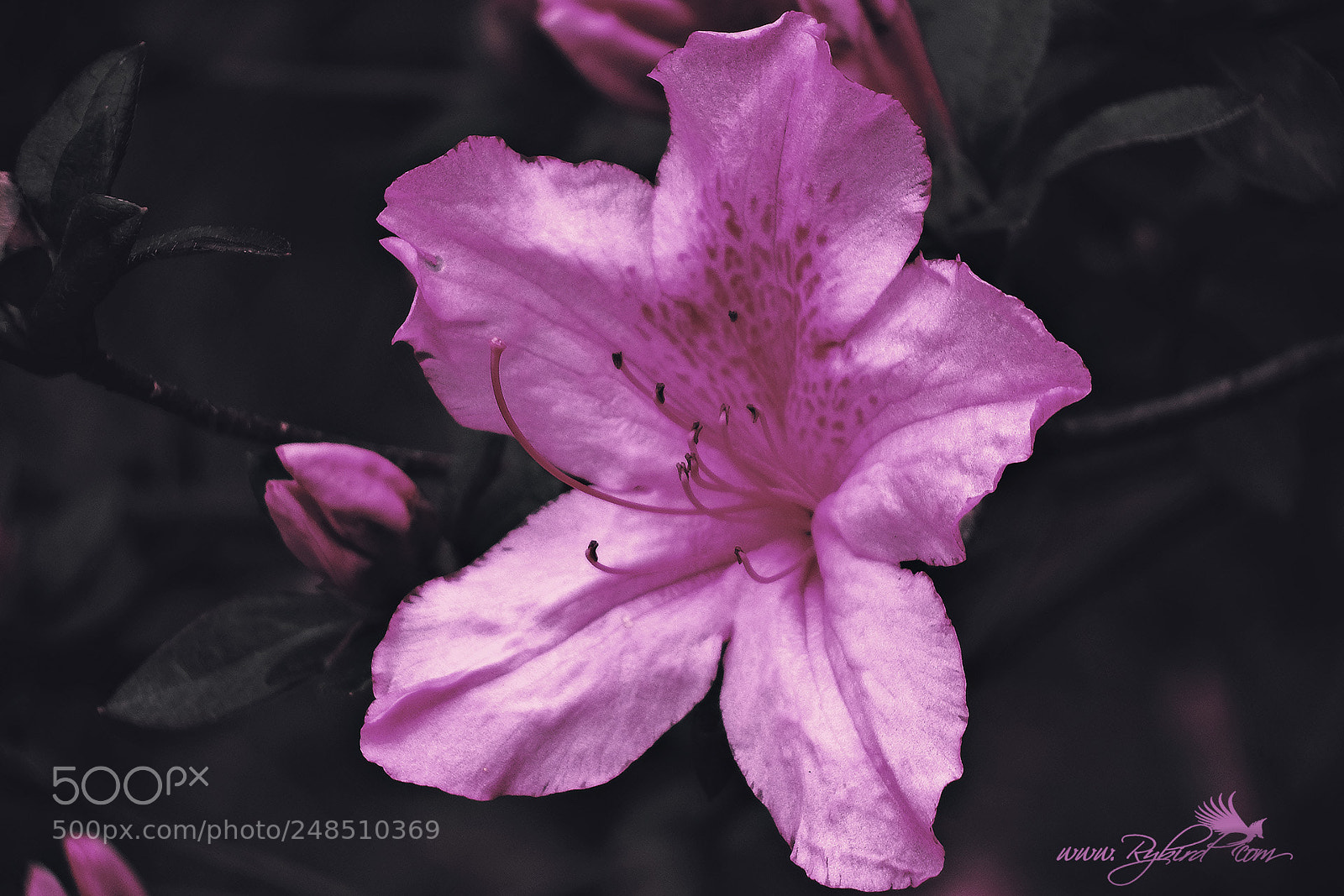 Fujifilm FinePix S1 sample photo. Spring azalea pink photography