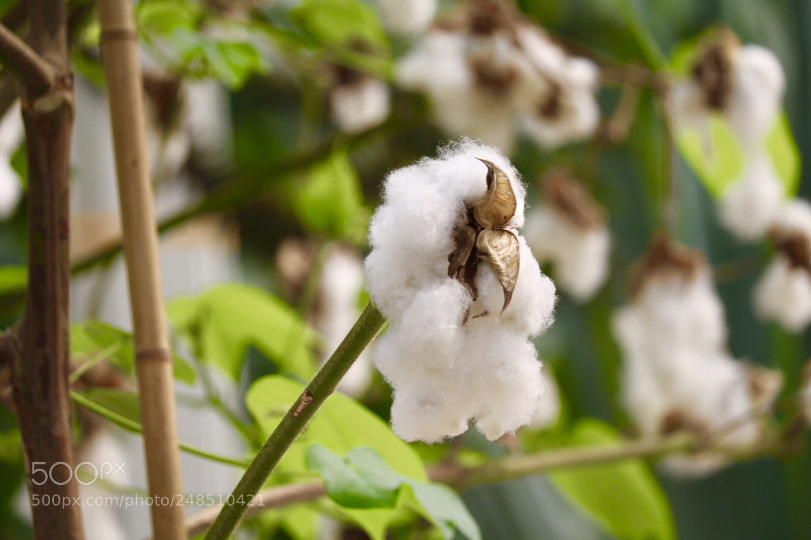 Canon EOS 750D (EOS Rebel T6i / EOS Kiss X8i) sample photo. Cotton !!!! photography