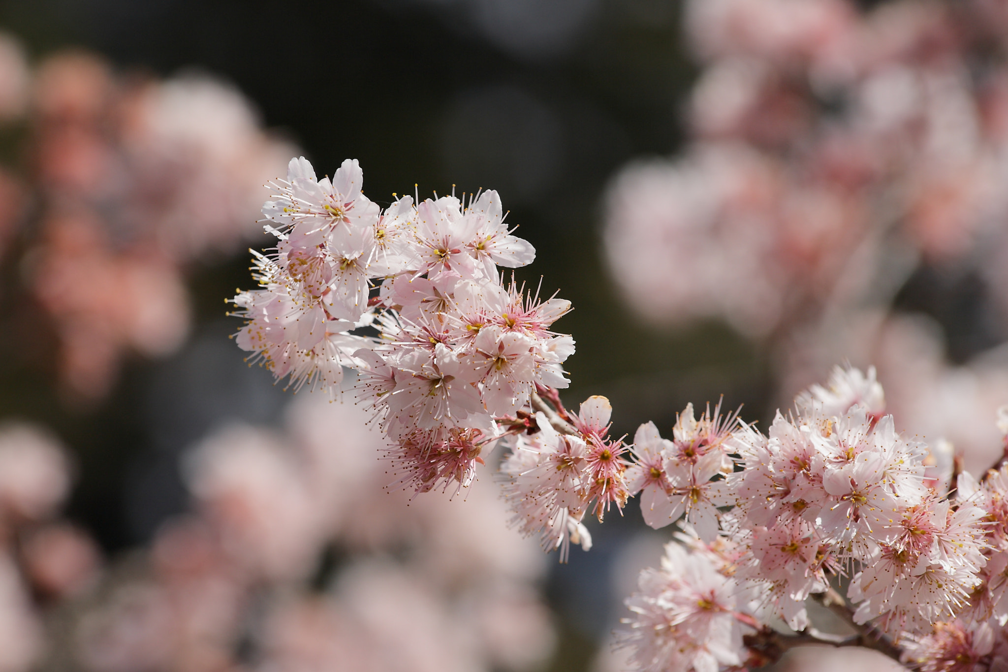 Canon EOS 5D sample photo. Sakura photography