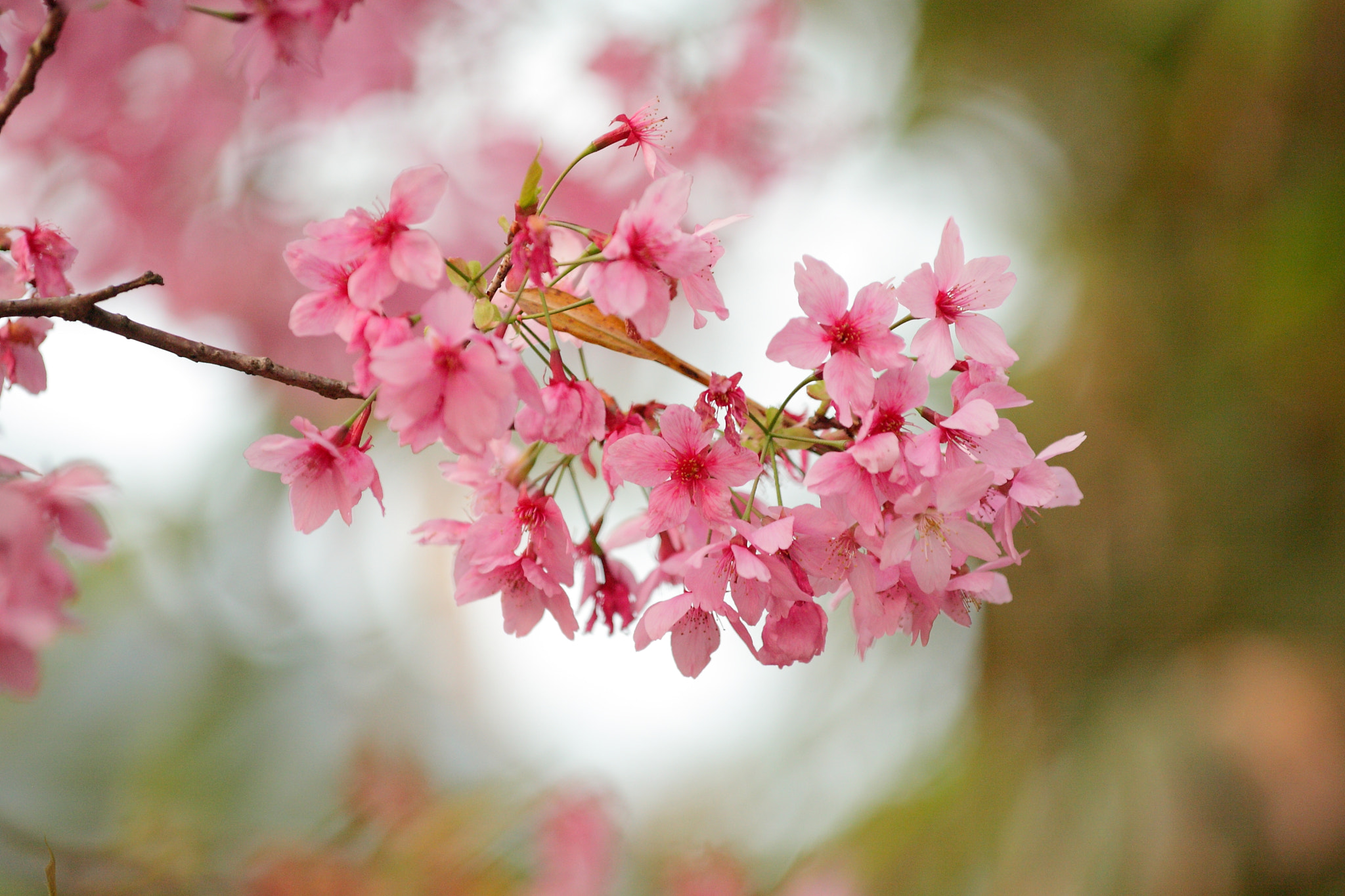 Canon EOS 5D sample photo. Sakura photography