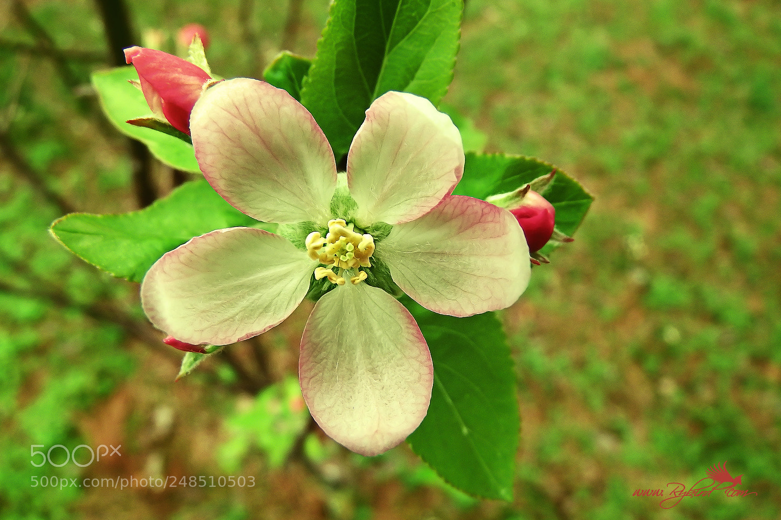 Fujifilm FinePix S1 sample photo. Apple blossoms spring 2018 photography