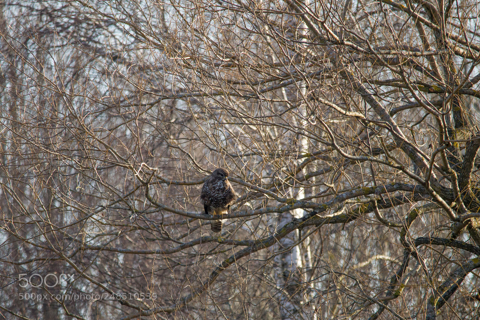 Canon EOS-1D Mark IV sample photo. A buzzard is sitting photography