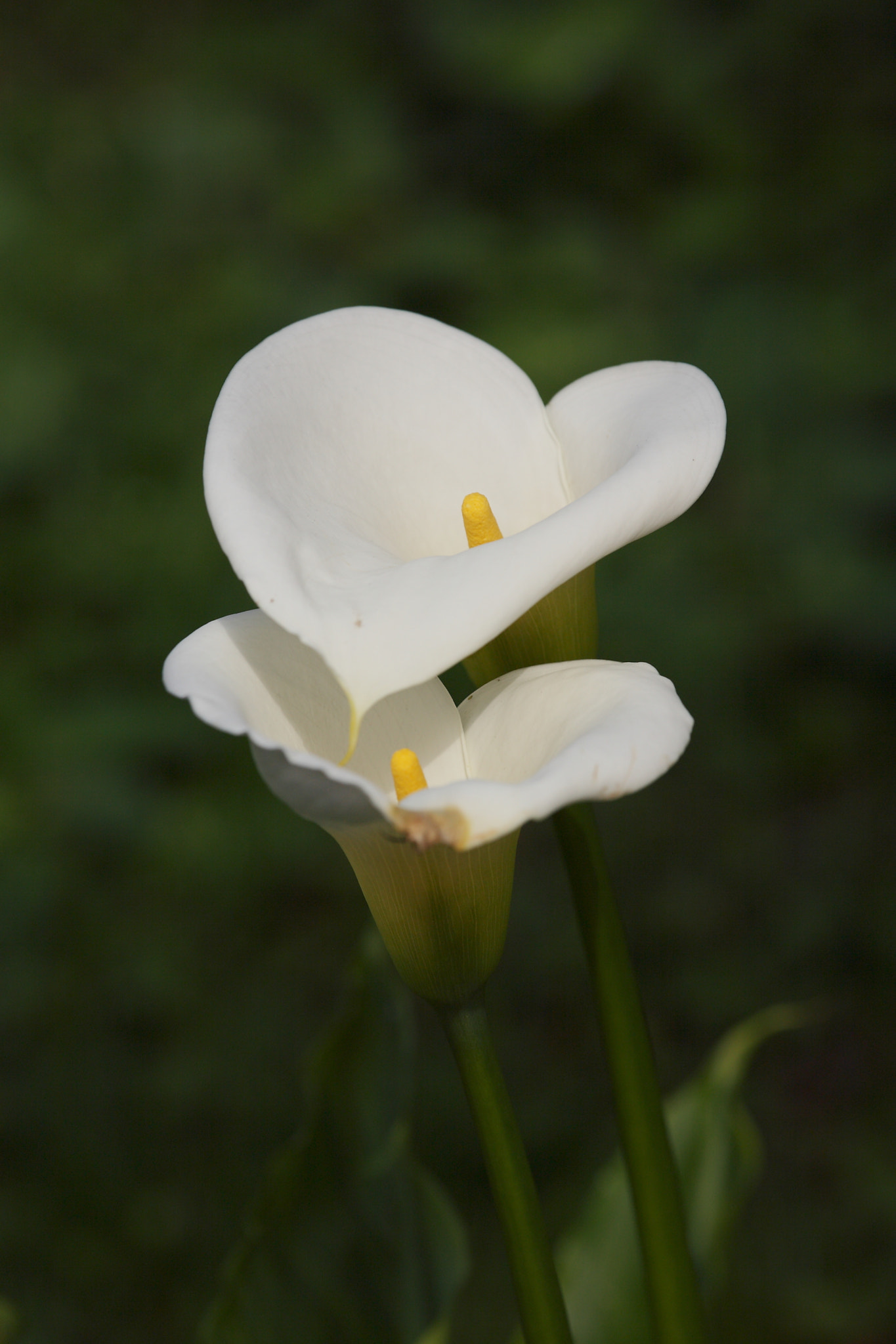 Canon EOS 5D + Canon EF 80-200mm f/2.8L sample photo. Couple photography