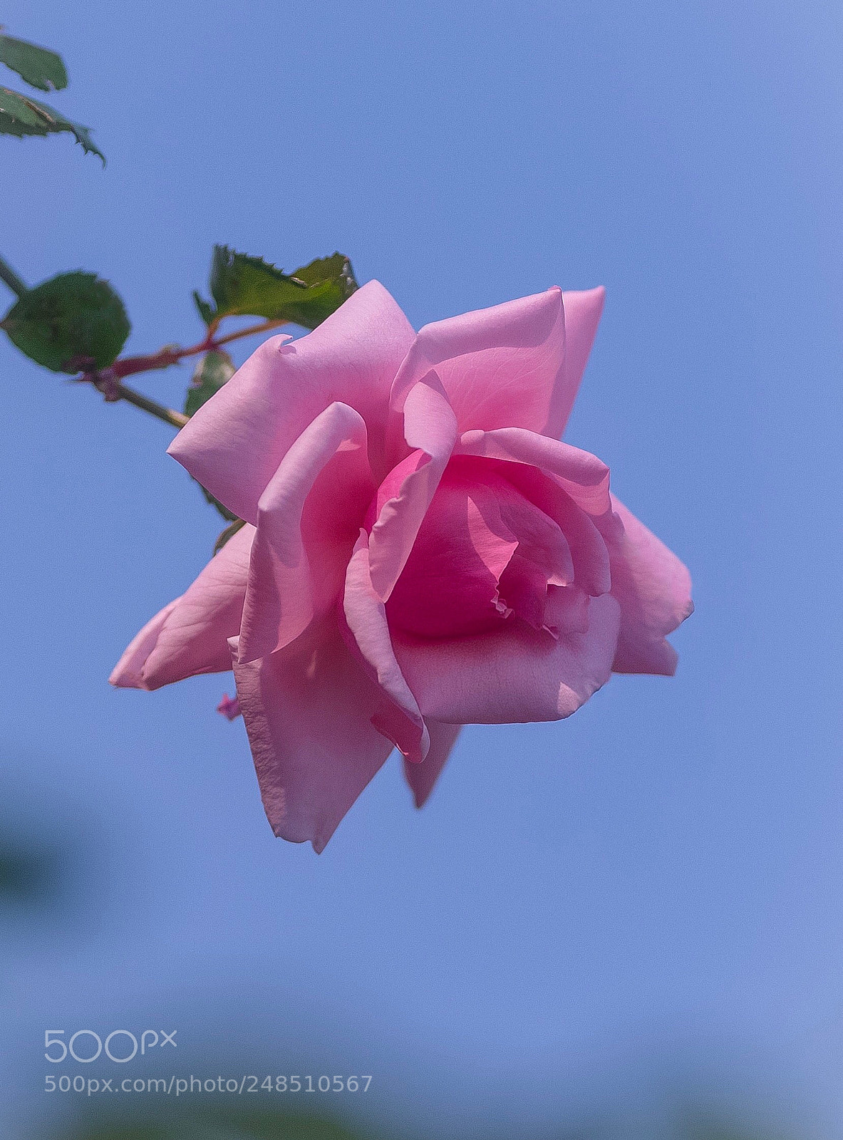 Nikon D800E sample photo. Rose photography