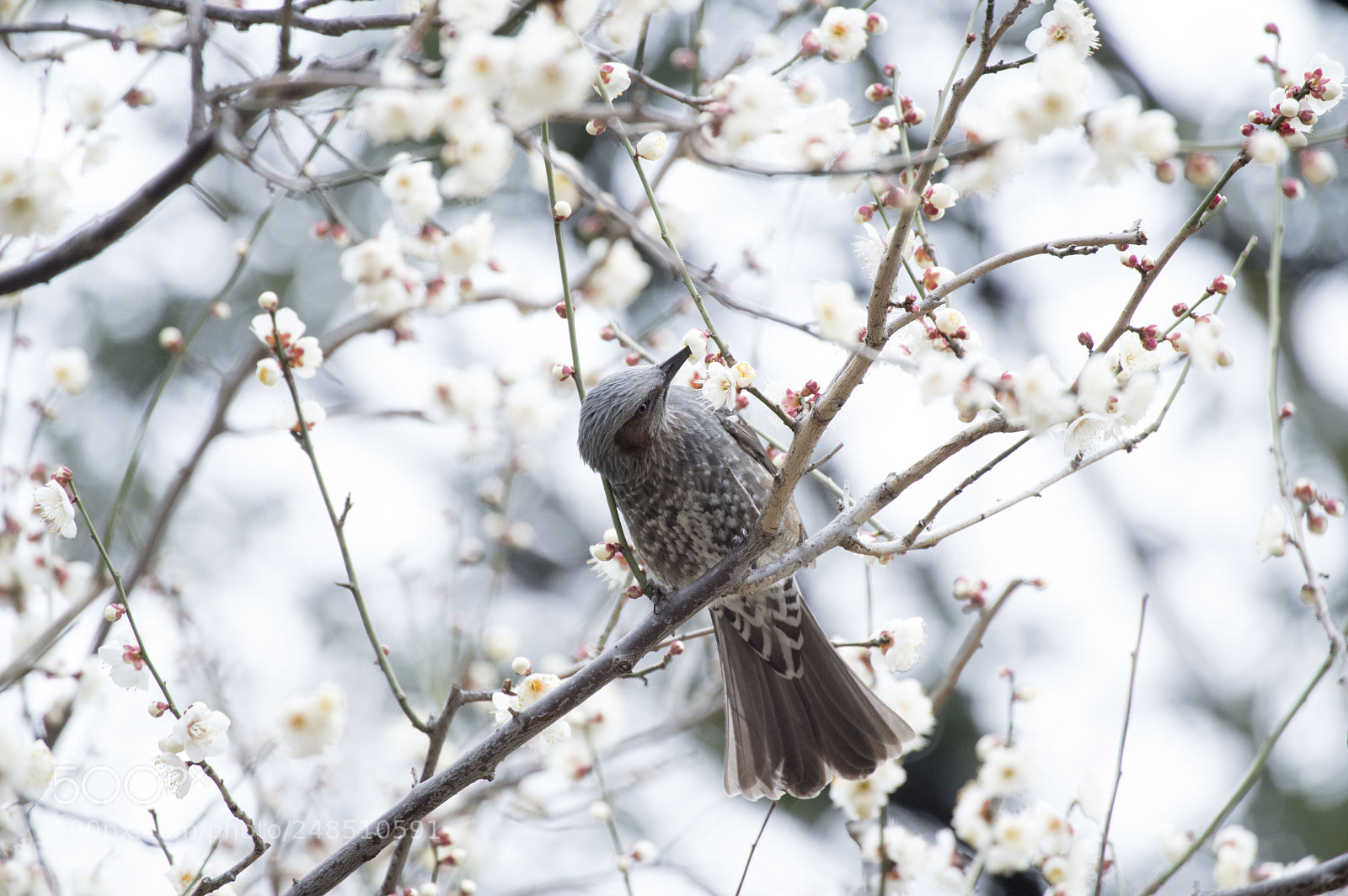 Pentax KP sample photo. Ume with bird photography