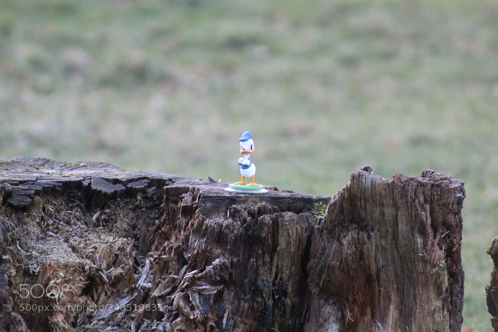 Canon EOS 1300D (EOS Rebel T6 / EOS Kiss X80) sample photo. Oh look it's donald photography