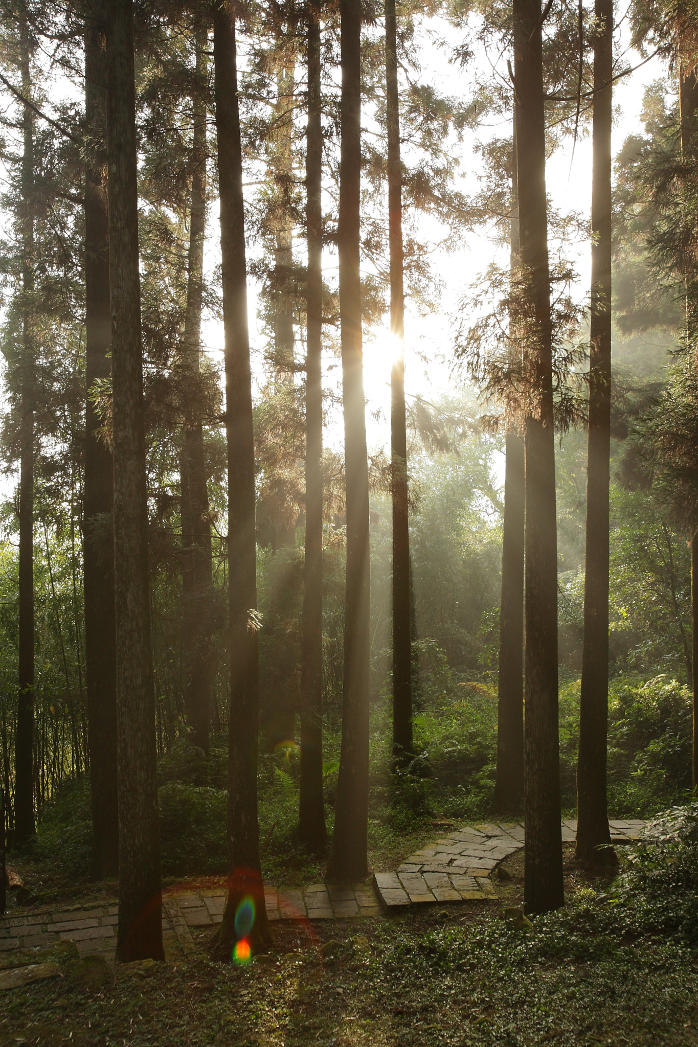 Canon EOS 5D + Canon EF 16-35mm F2.8L USM sample photo. Forest photography